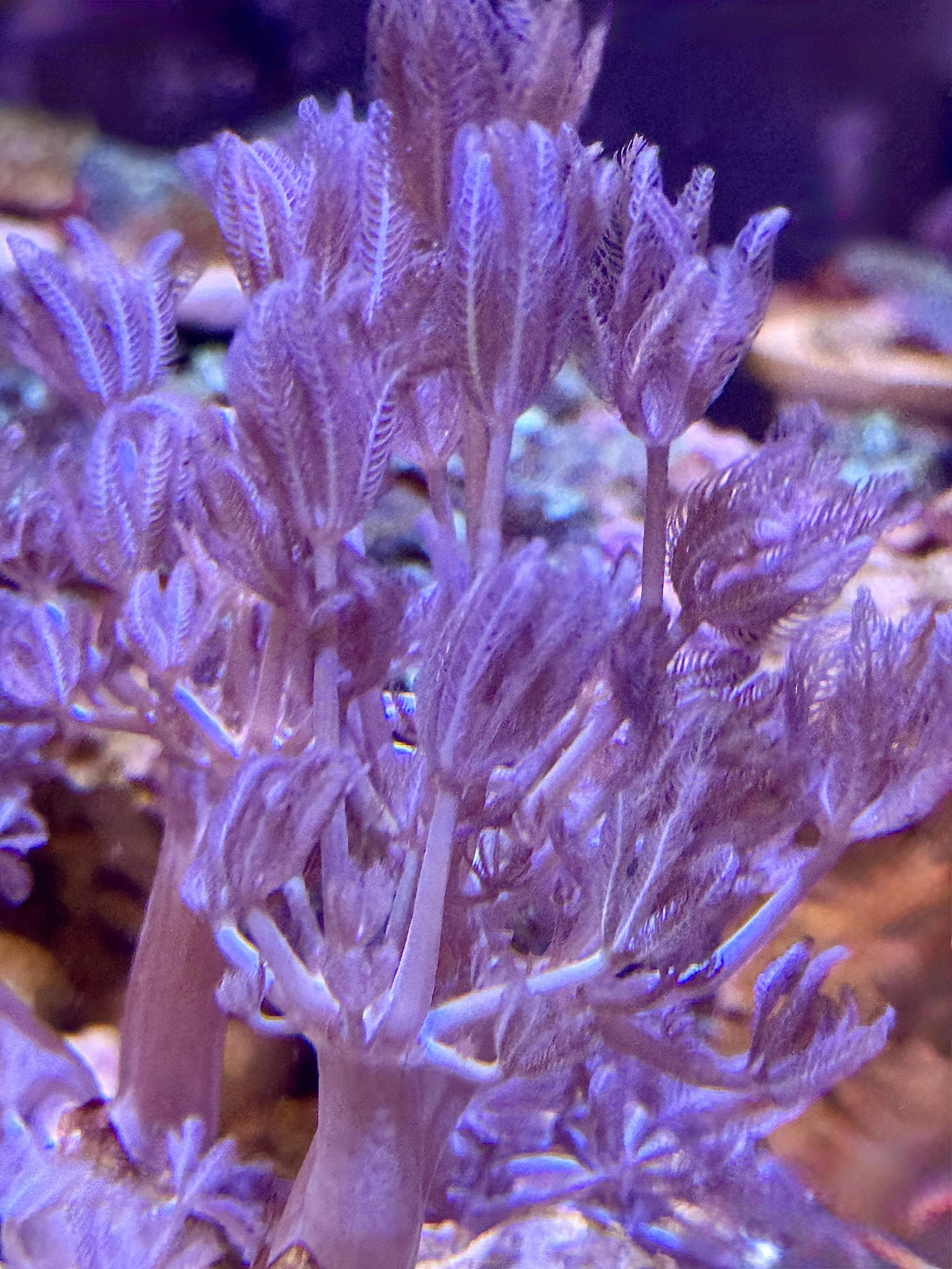 Pulsing Xenia soft live coral colony grown by coralSLover®