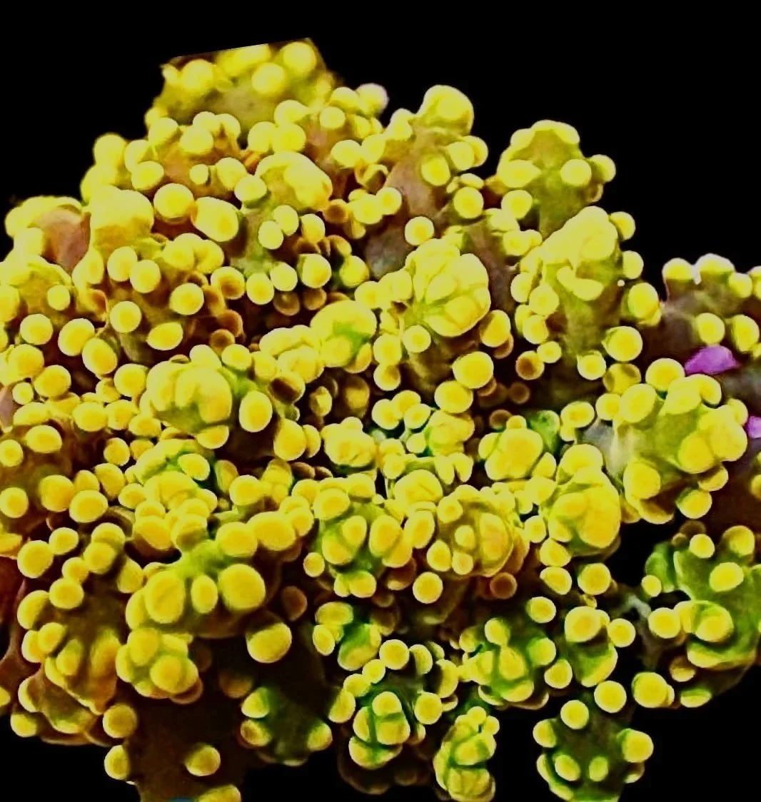 Golden Branching Frogspawn LPS coral extended and flowing in reef aquarium