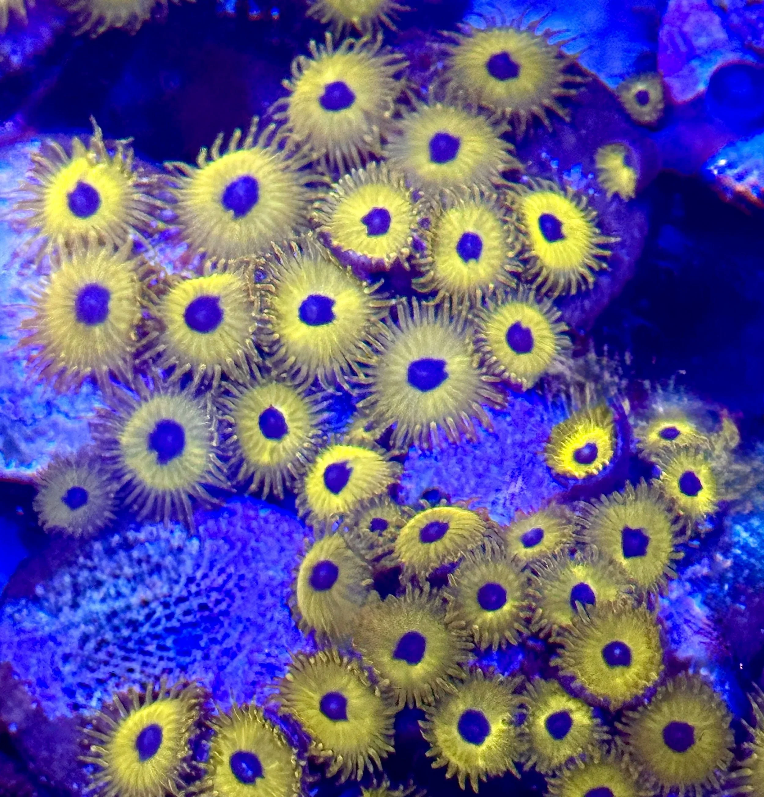 Tweety Bird Zoanthids with bright yellow bodies and blue mouths