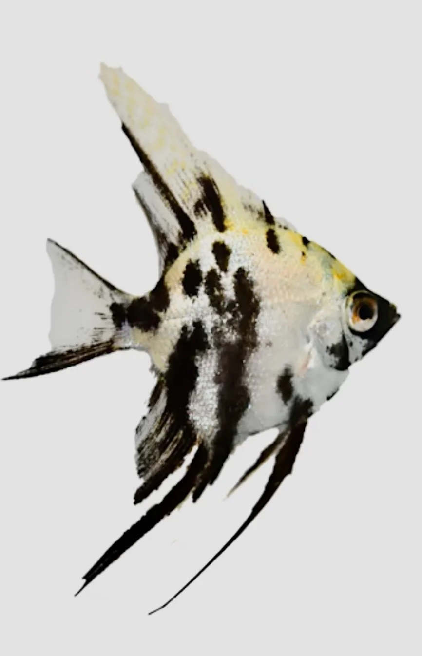 Image 12-10-24 at 8.54 AM.jpeg