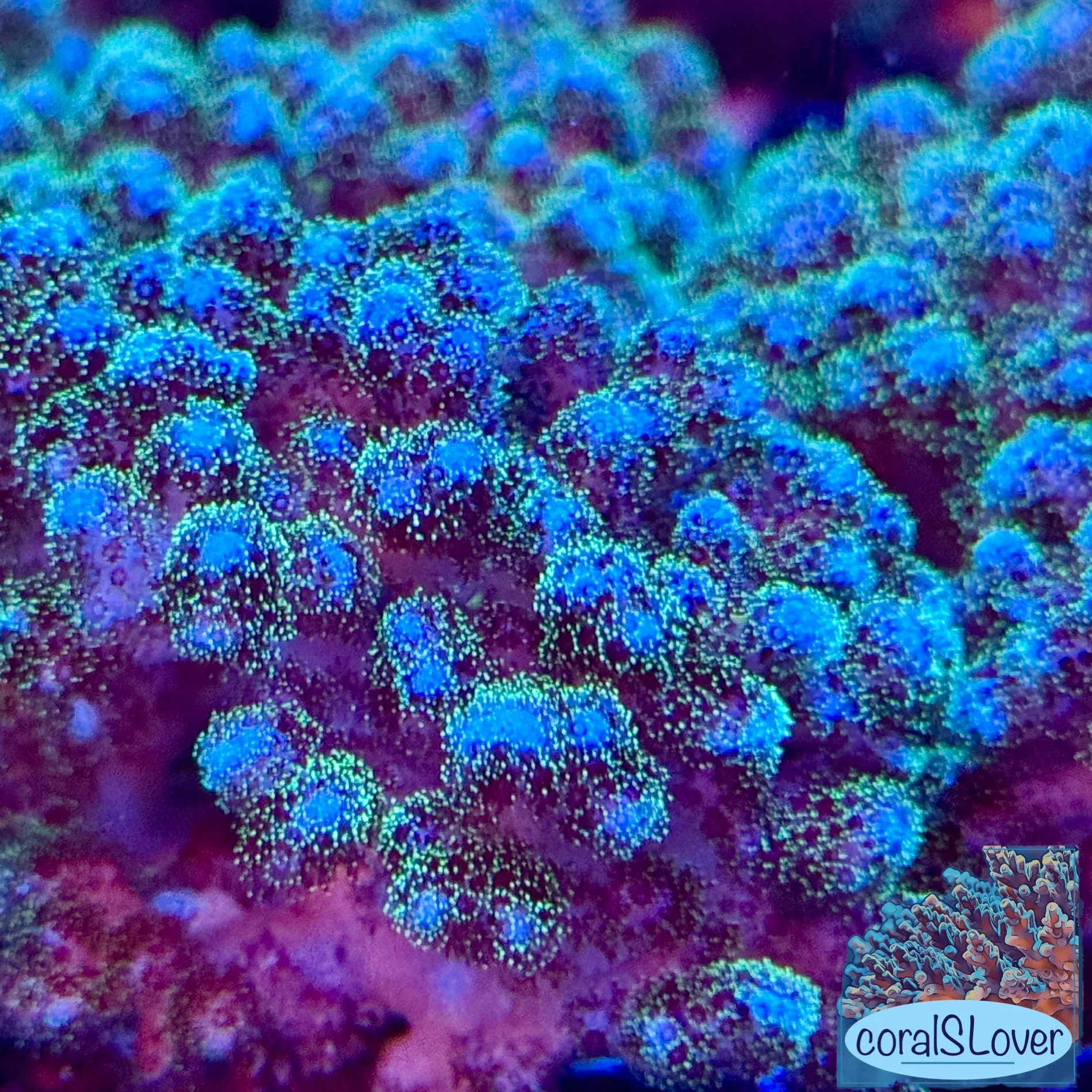 Green Pocillopora Damicornis Live Aquaculture SPS Coral