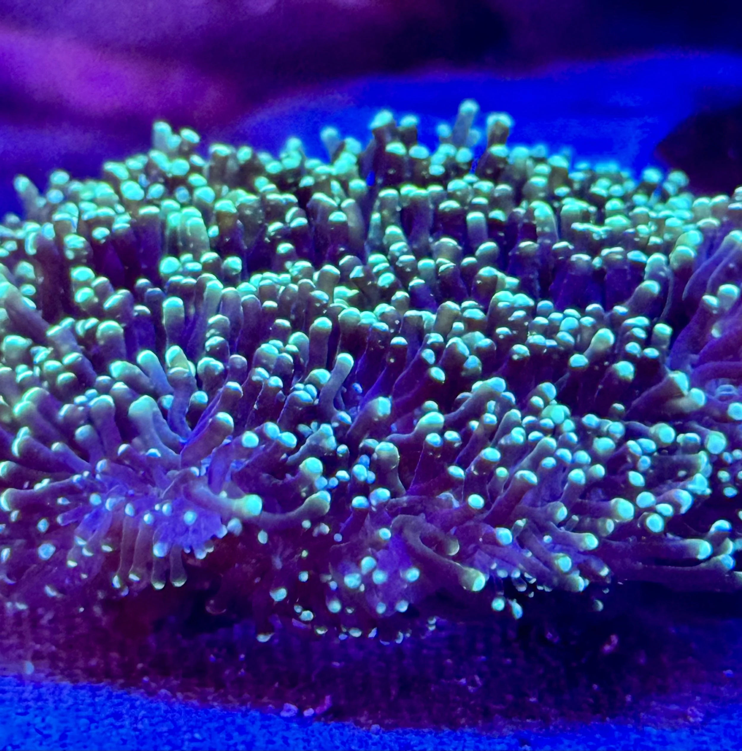 Aquacultured Emerald Galaxea coral displaying extended tentacles under blue lighting
