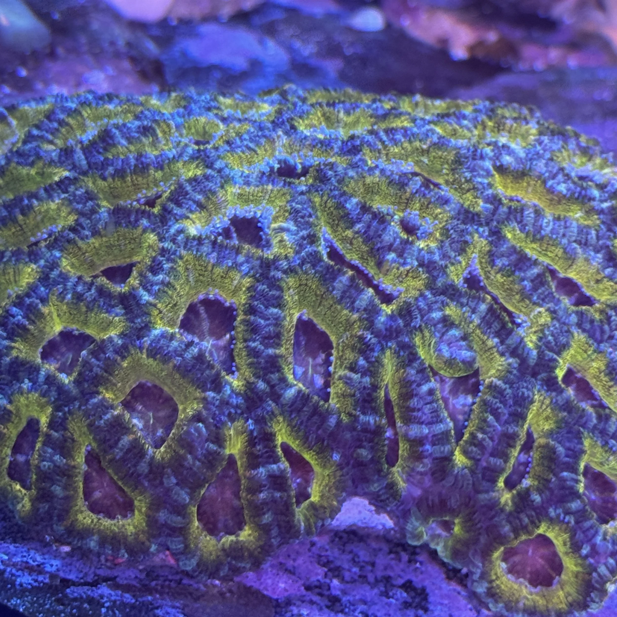 Aquacultured 24K Gold Ring Acan frag with multiple heads grown by coralSLover®