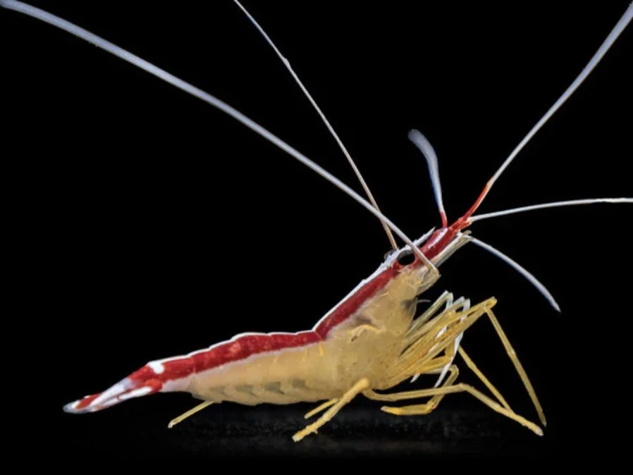 Skunk Cleaner Shrimp Live Saltwater Clean-Up Crew