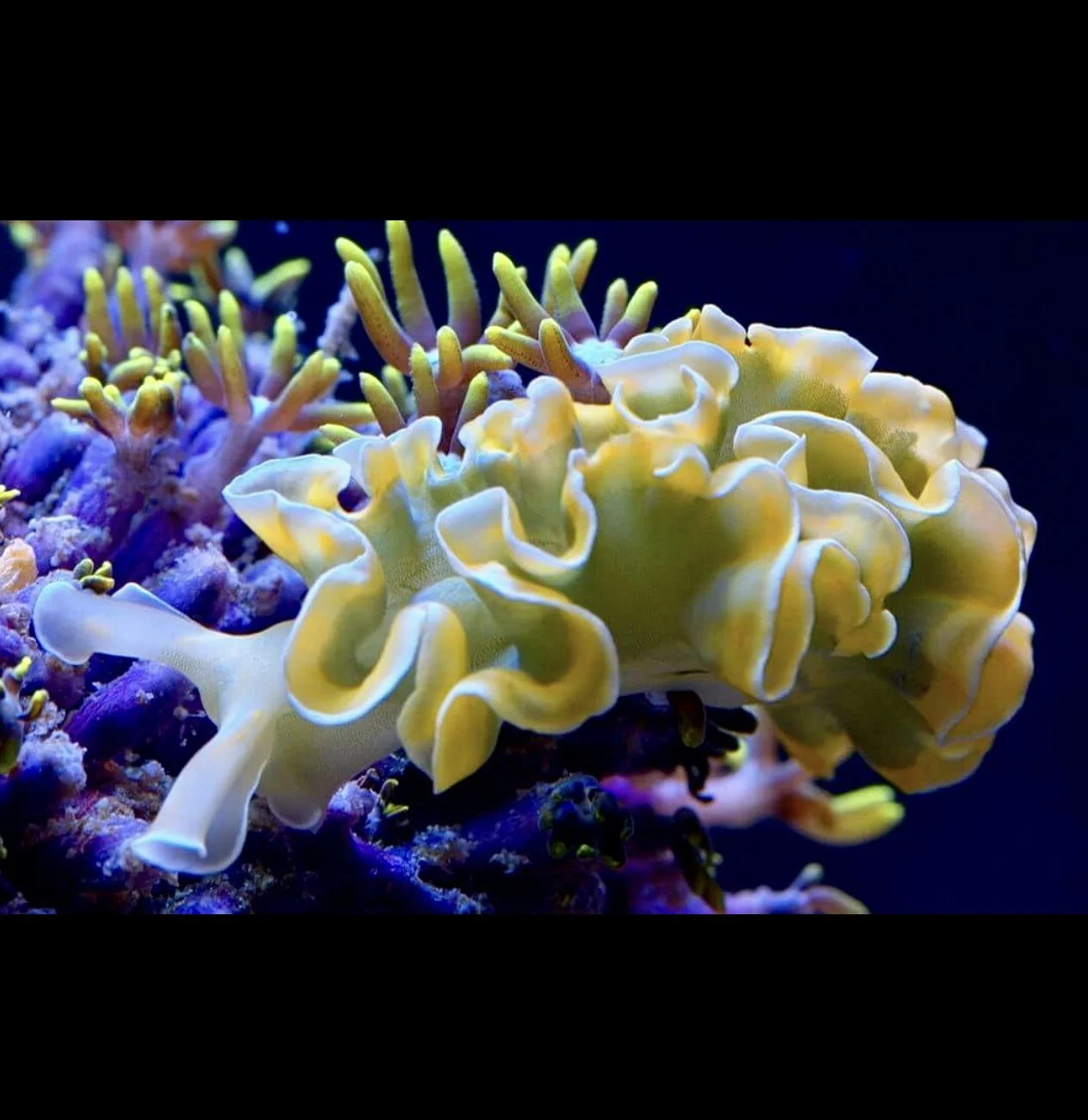 Lettuce Nudibranch (Lettuce Sea Slug) Live Saltwater Invertebrates - Cleanup Crew, Pack of 2