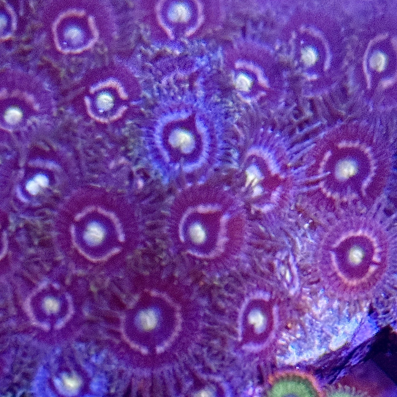 Close-up of Indigo Lazer Zoanthid showing indigo ring and yellow green mouth
