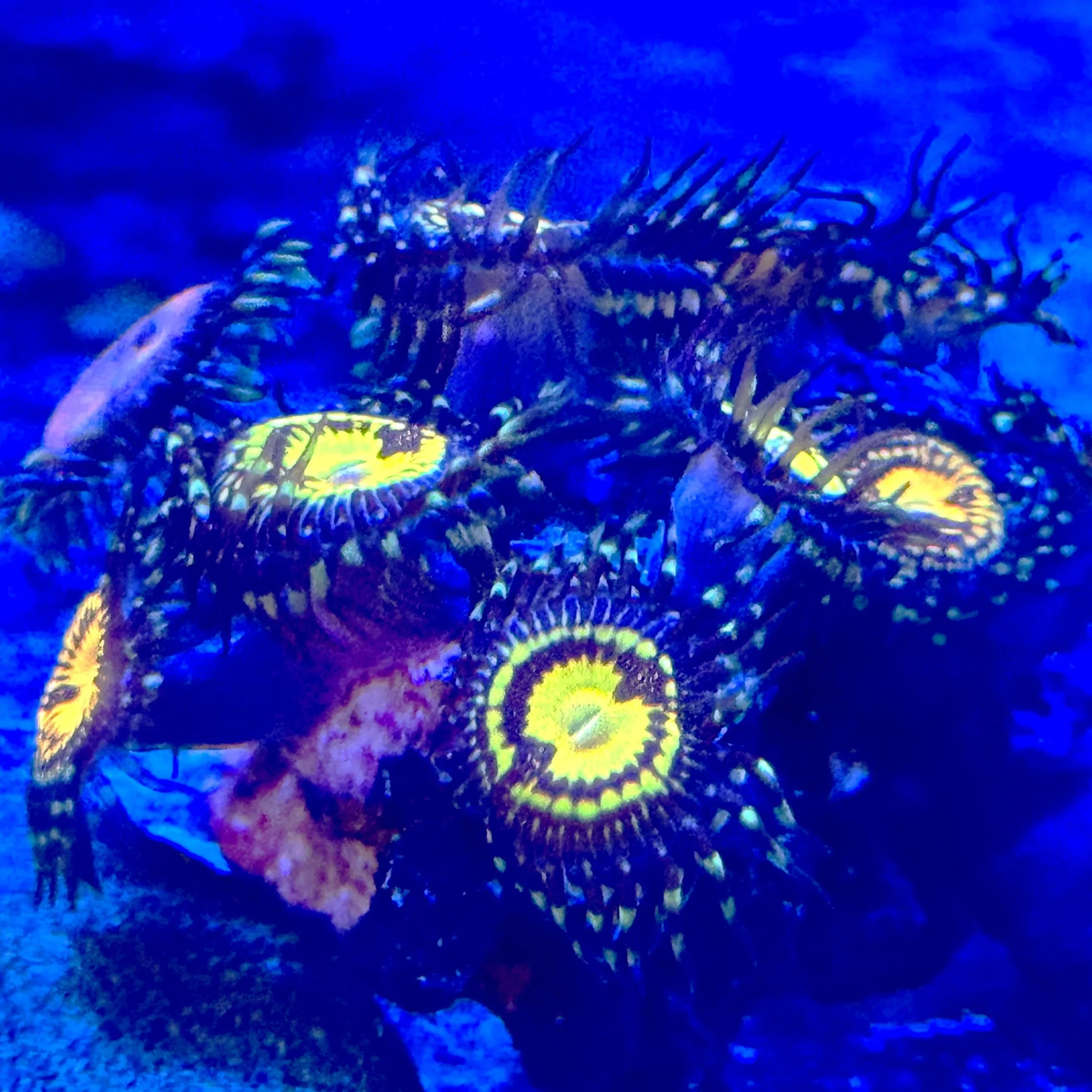 Pacman Zoanthids Coral