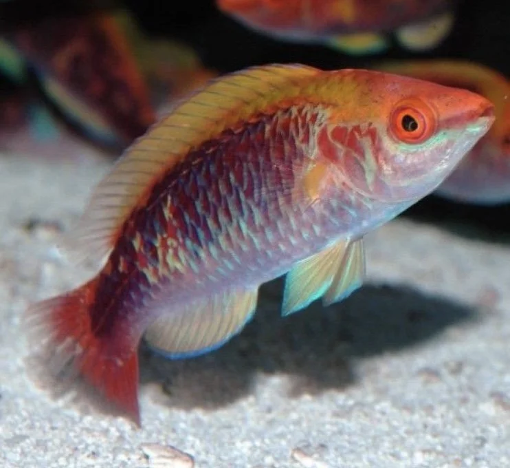 Lubbock's Wrasse Live Saltwater Fish