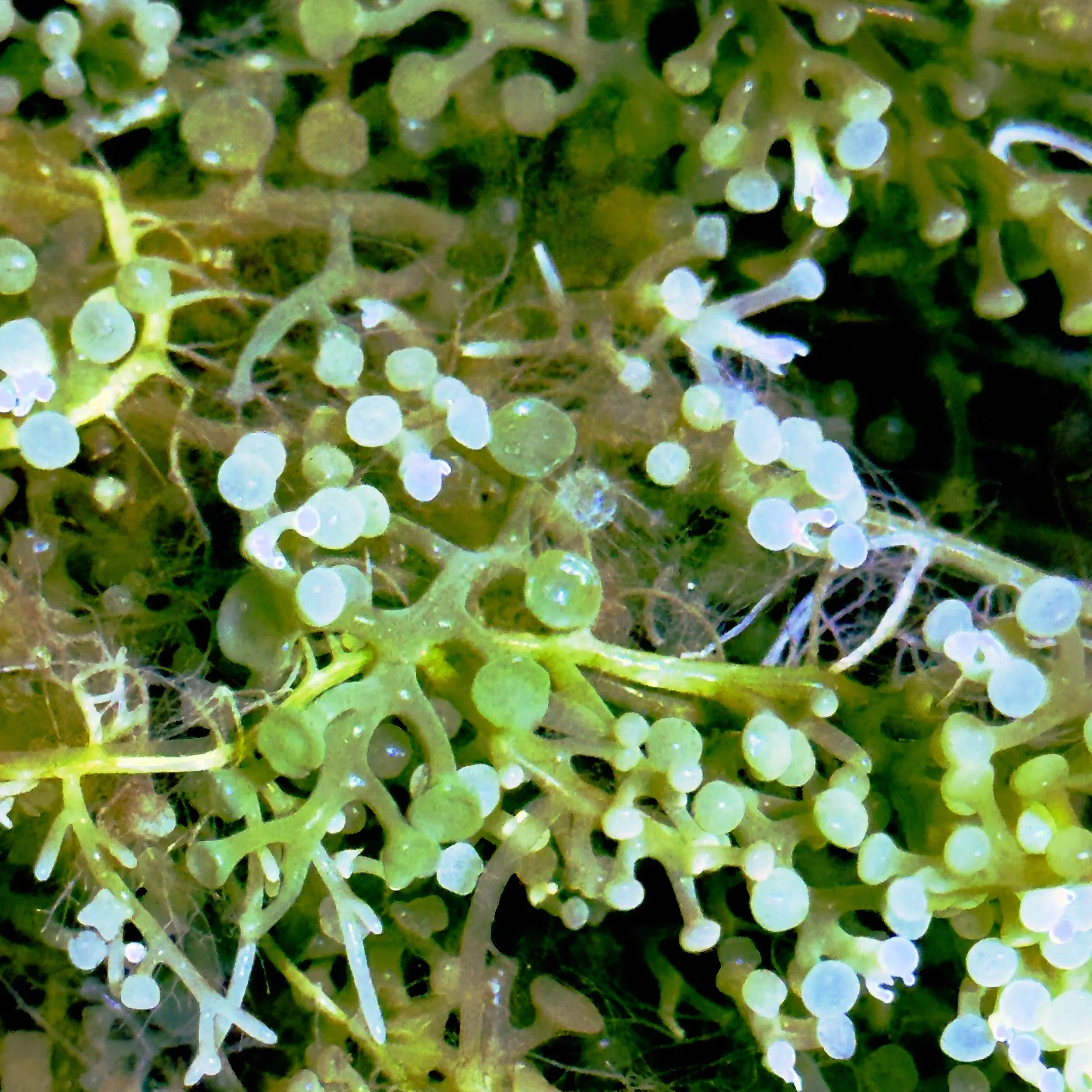 Green Bulb Caulerpa Macroalgae