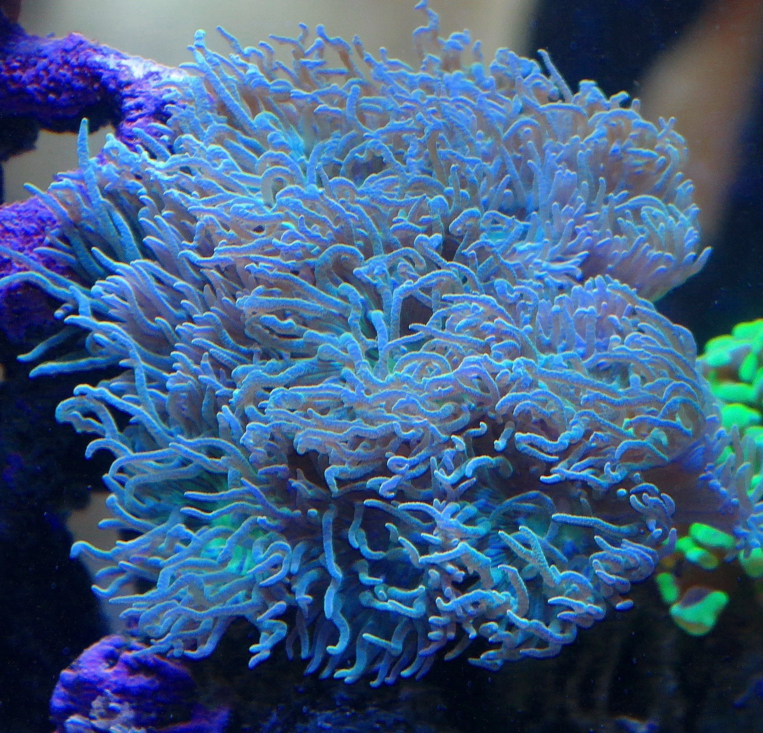 Macro view of Duncan coral tentacles and fluorescent centers