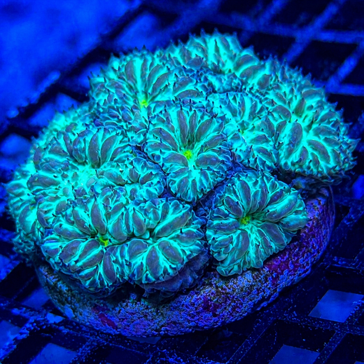 The Iceland Green Blastomussa Wellsi from coralSLover® is a breathtaking has small polyp admired for its vivid neon-green centers and icy metallic glow.