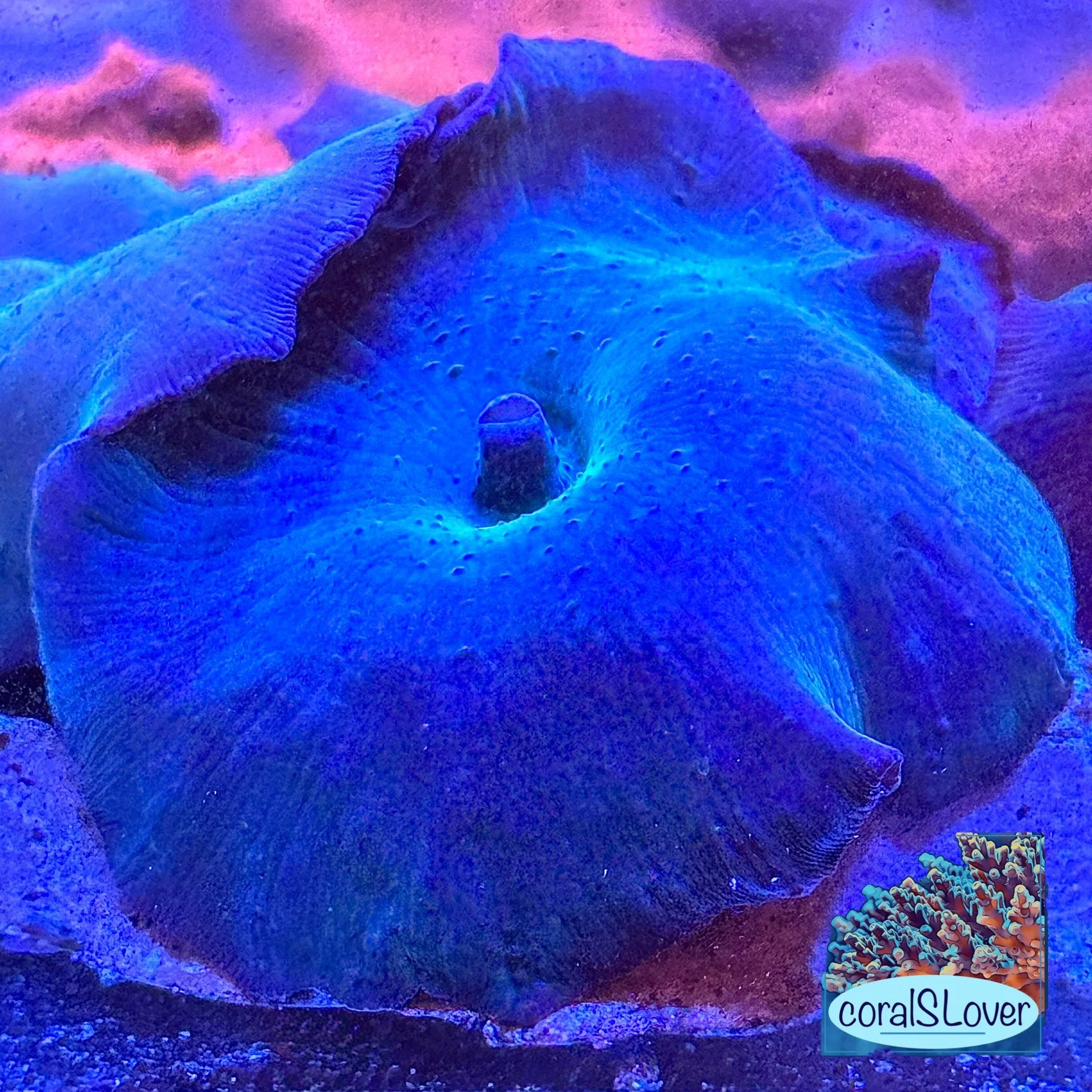 Aquacultured Discosoma mushroom coral showing deep blue coloration