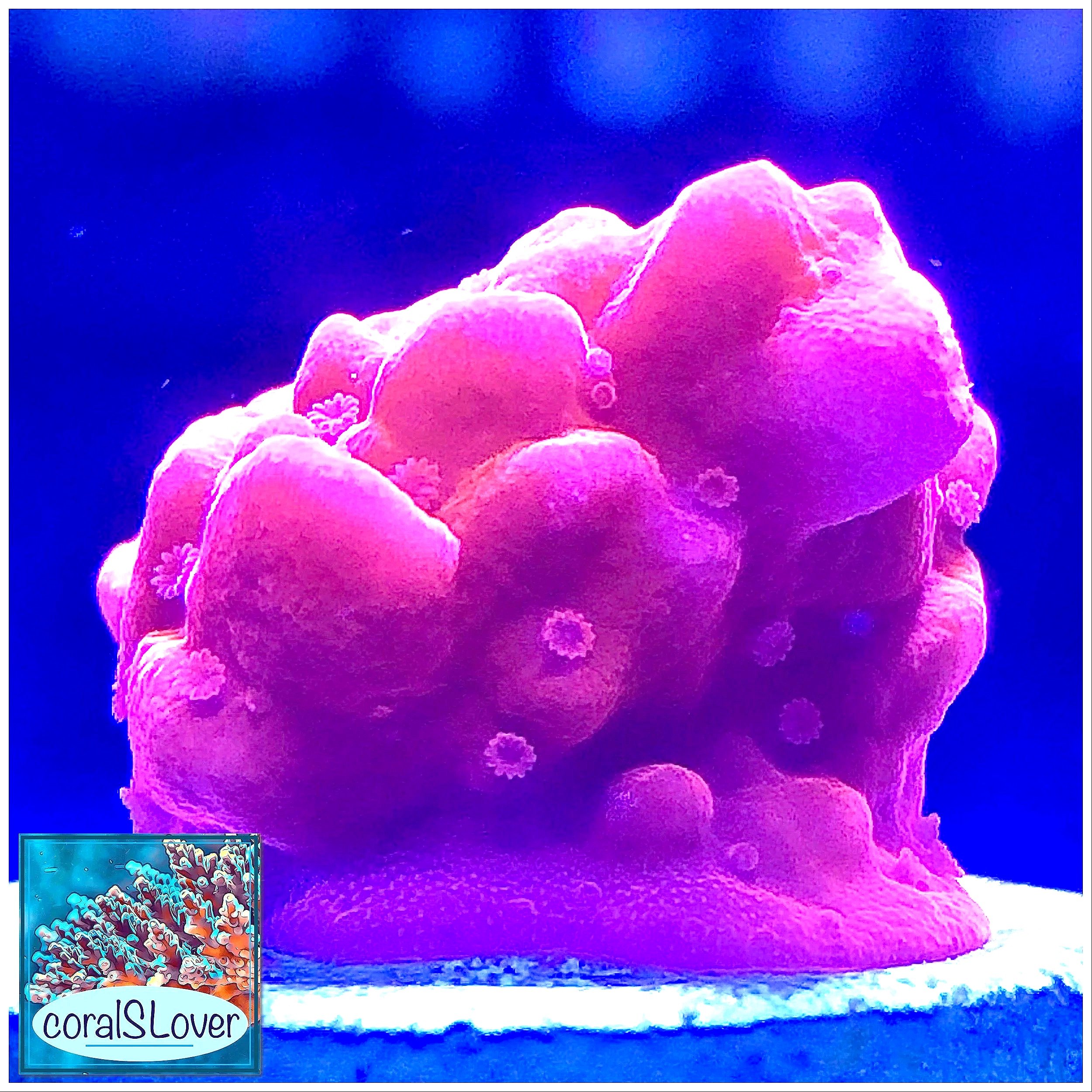 Close-up Orange Setosa SPS coral showing thick nodular branches and bright coloration