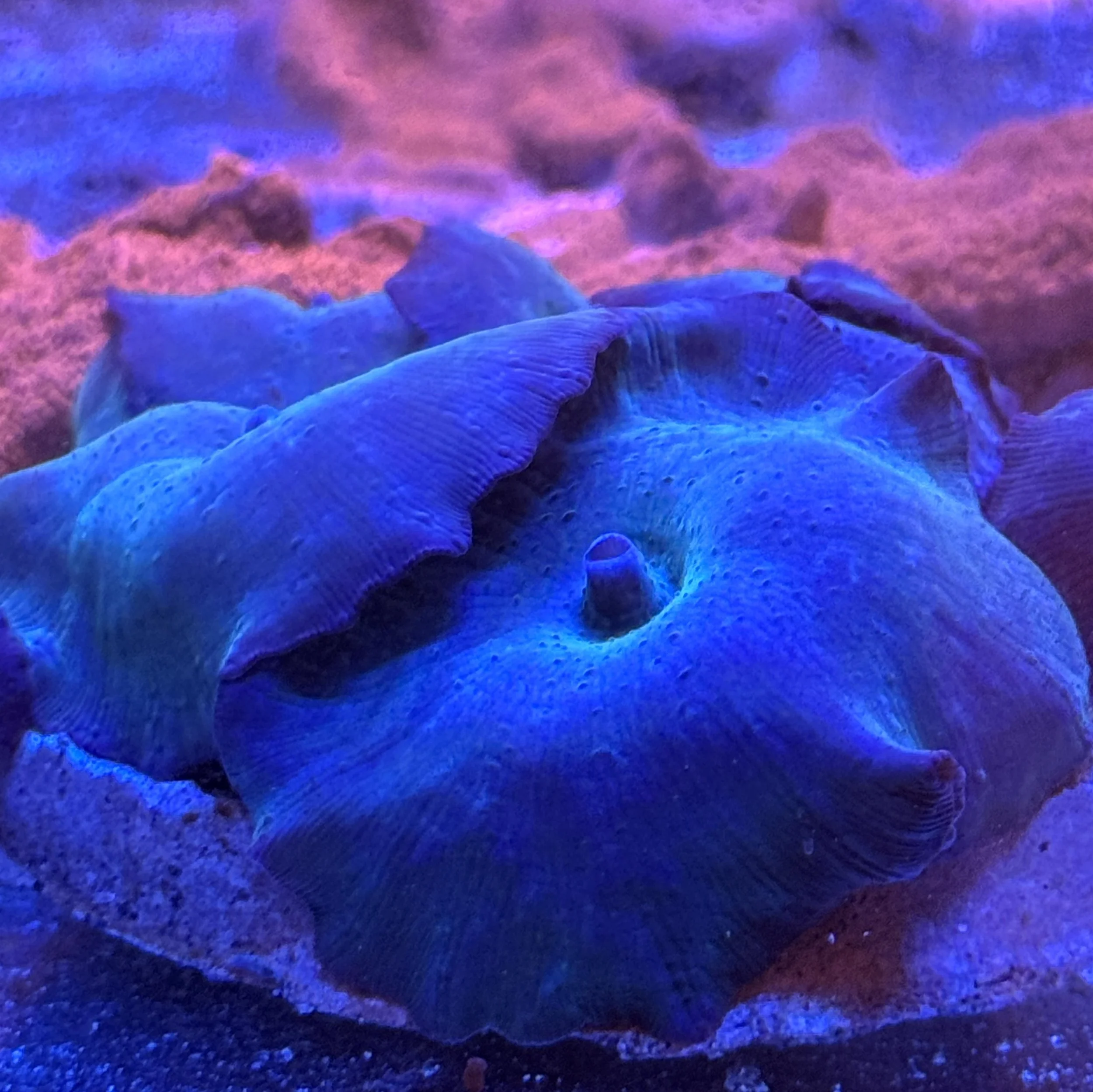Blue Discosoma mushroom coral fully expanded on reef rock
