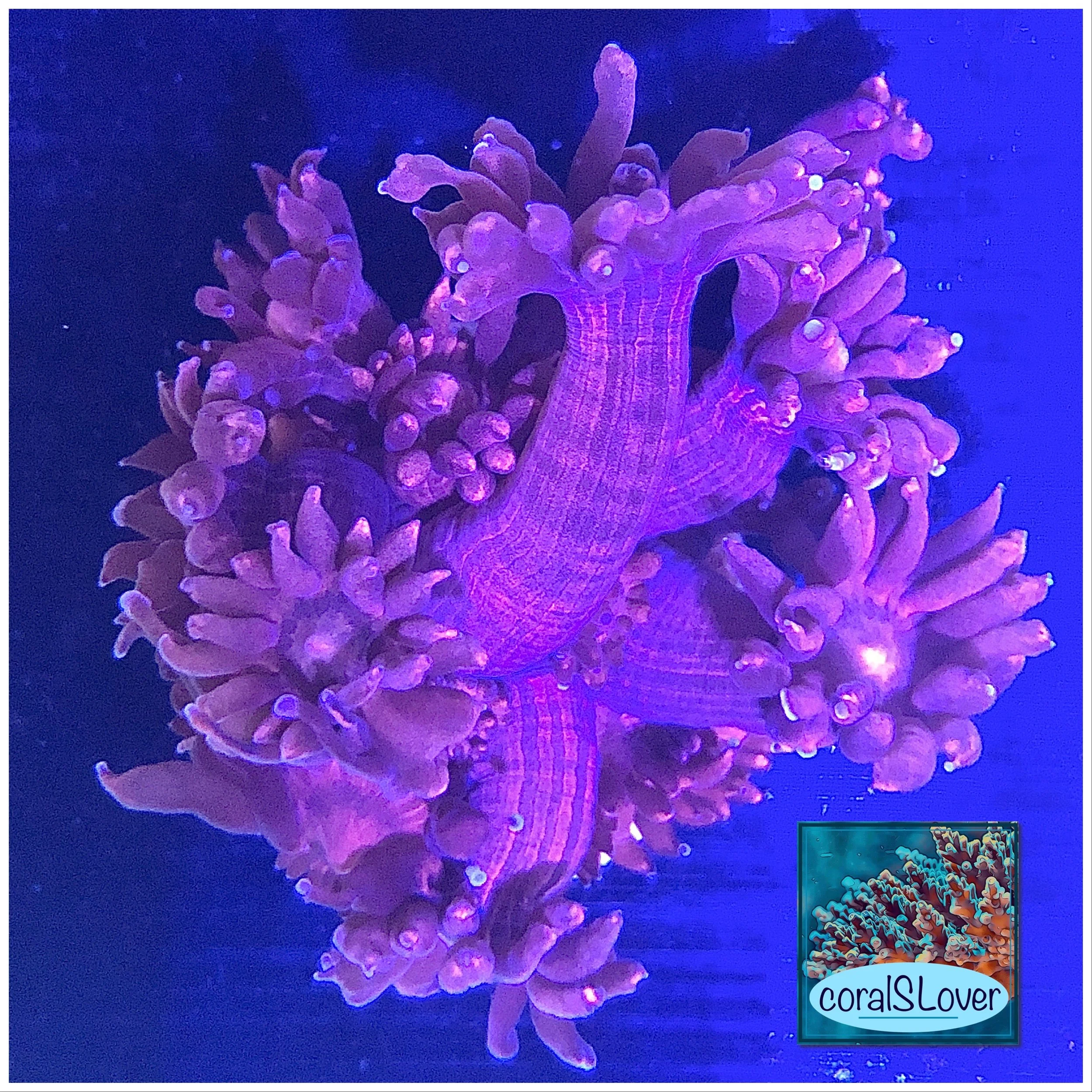 Close-up of white-tipped red Goniopora polyps under actinic lighting