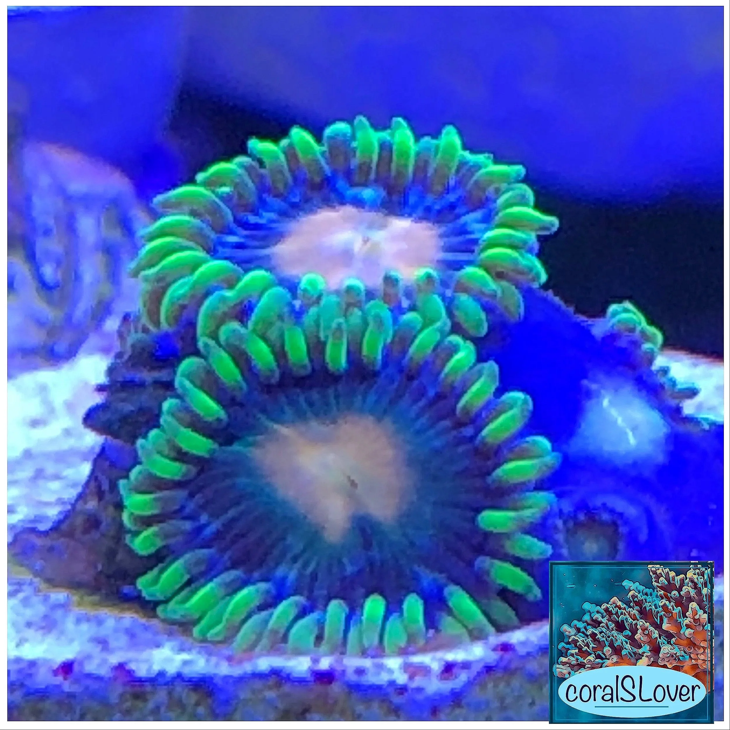Close-up of Blue Daisys Zoanthid showing bright blue face and green skirt