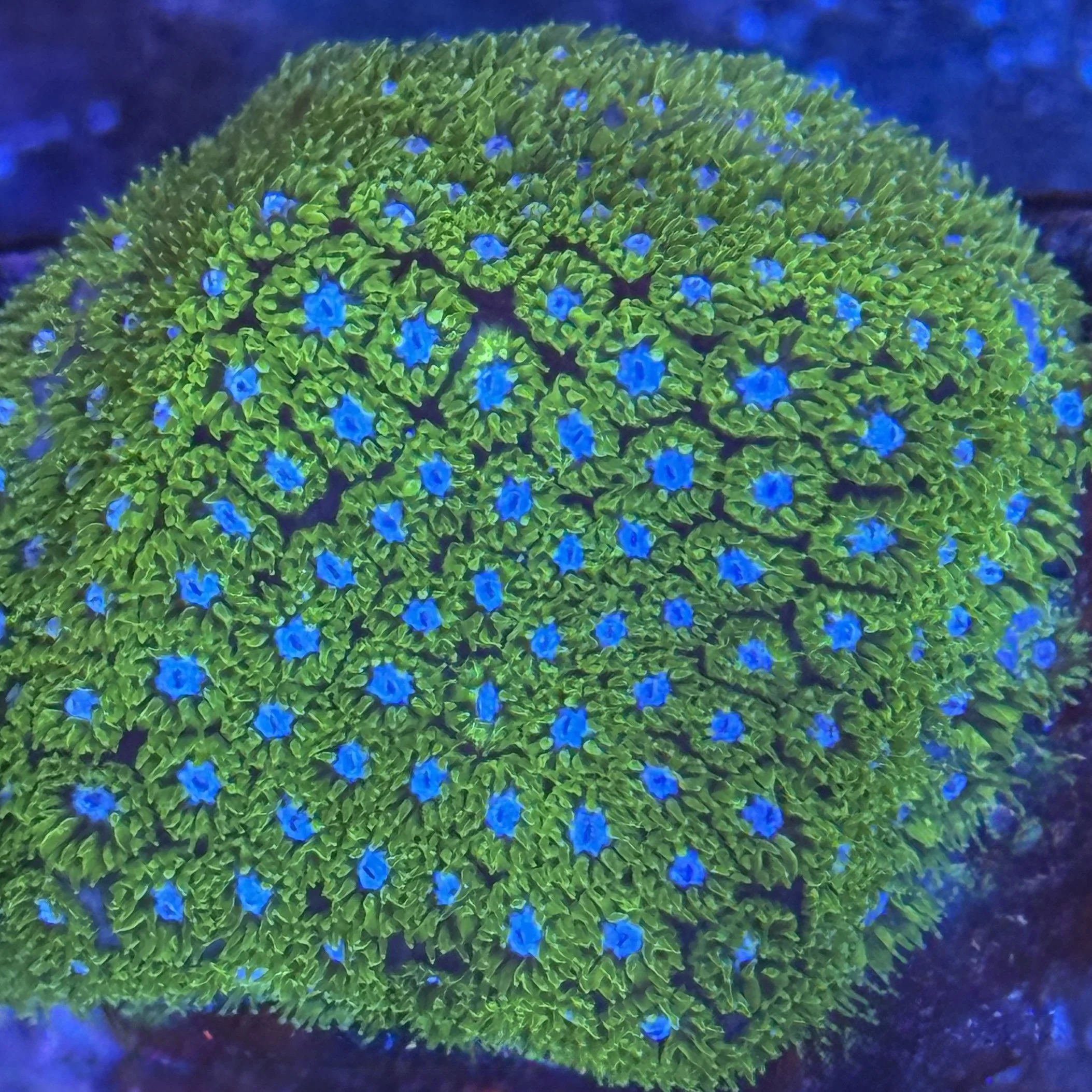 Kermit The Frog Leptastrea aquacultured encrusting coral spreading on rock surface