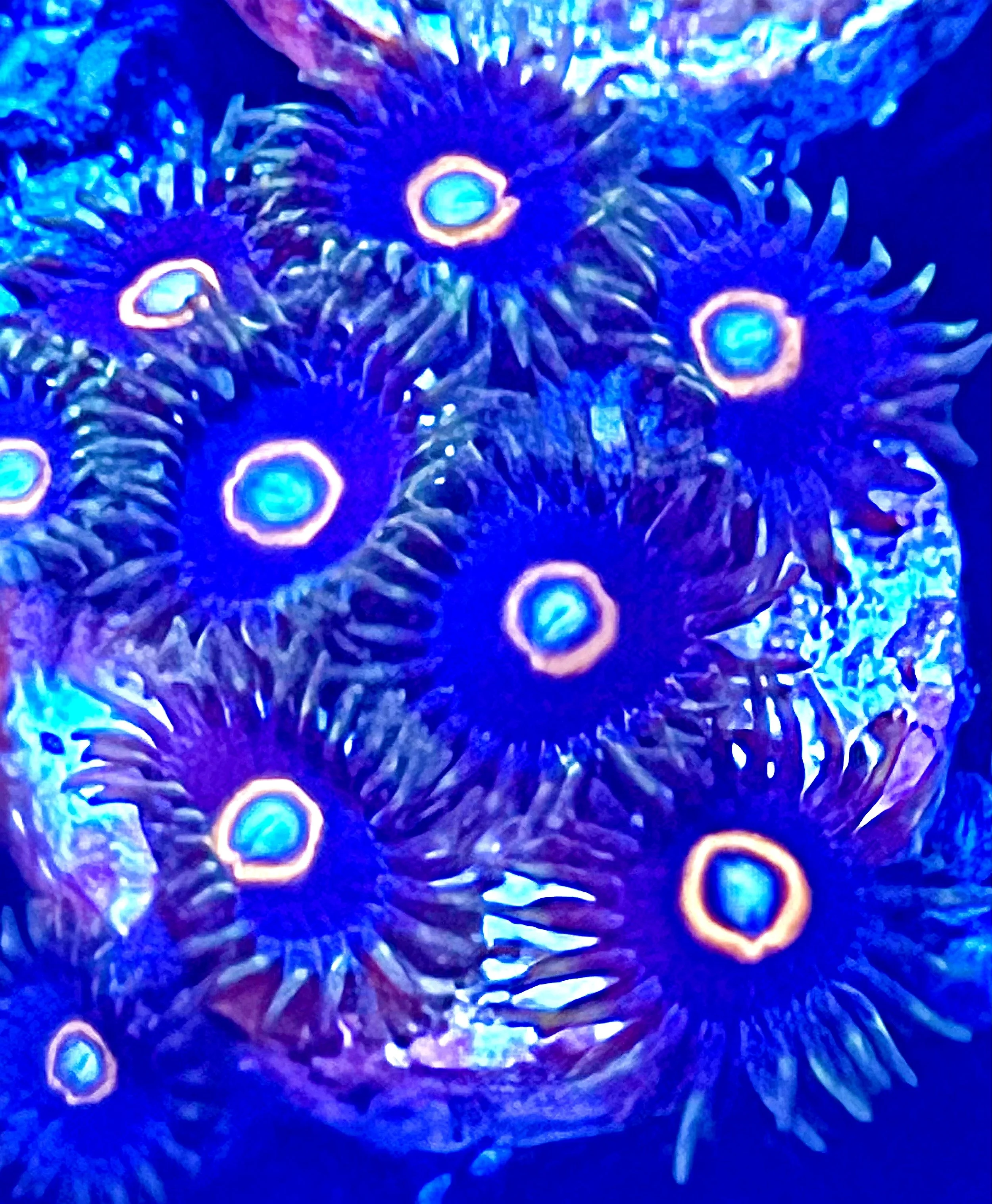 UFO Jawbreaker Hornet Zoanthids Live Aquaculture Coral