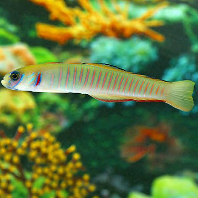 Pink Bar Zebra Goby – Includes Fish Pack XL Size