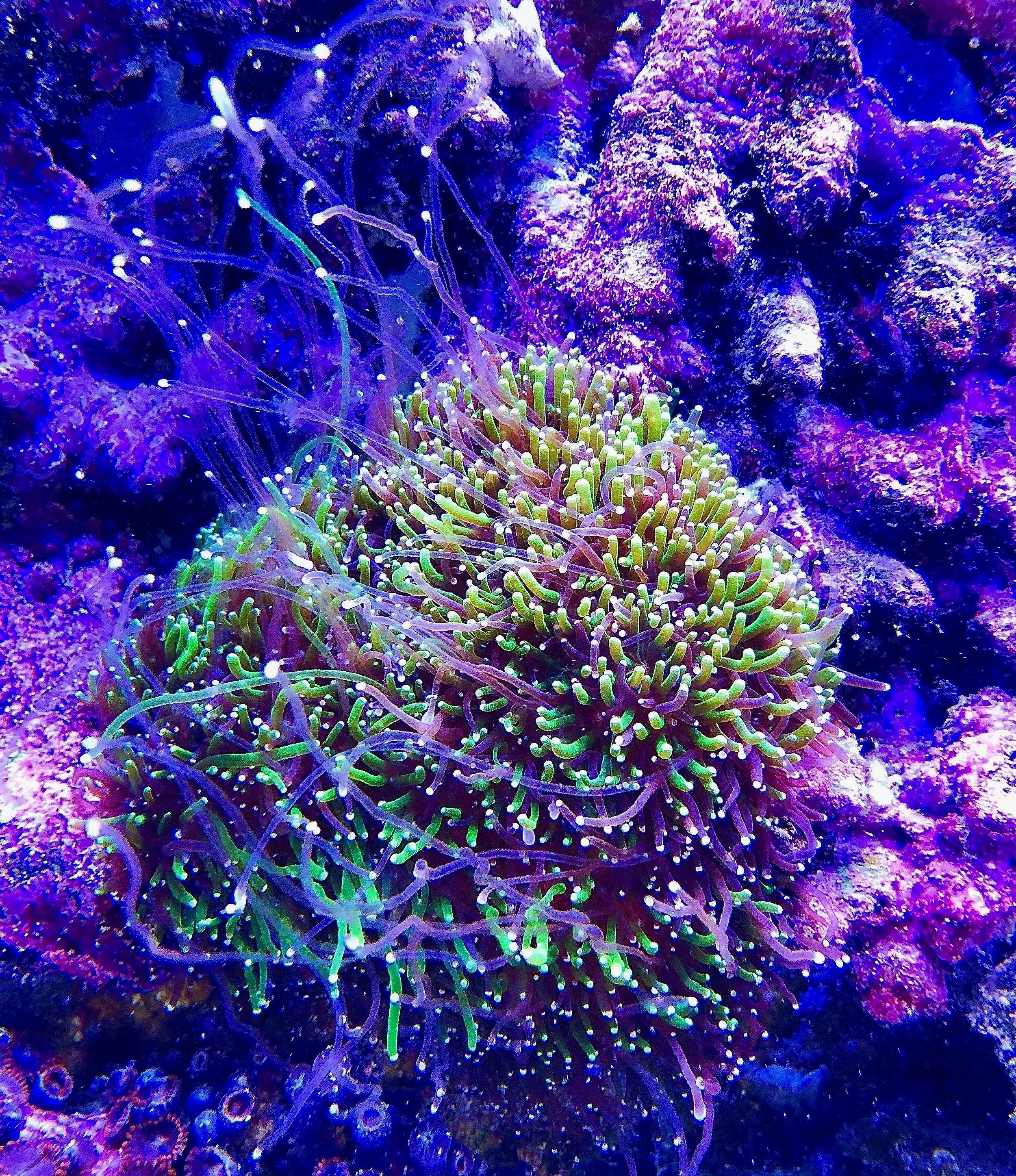 Close-up Joker’s Glow Galaxea showing fluorescent green tentacles with white tips