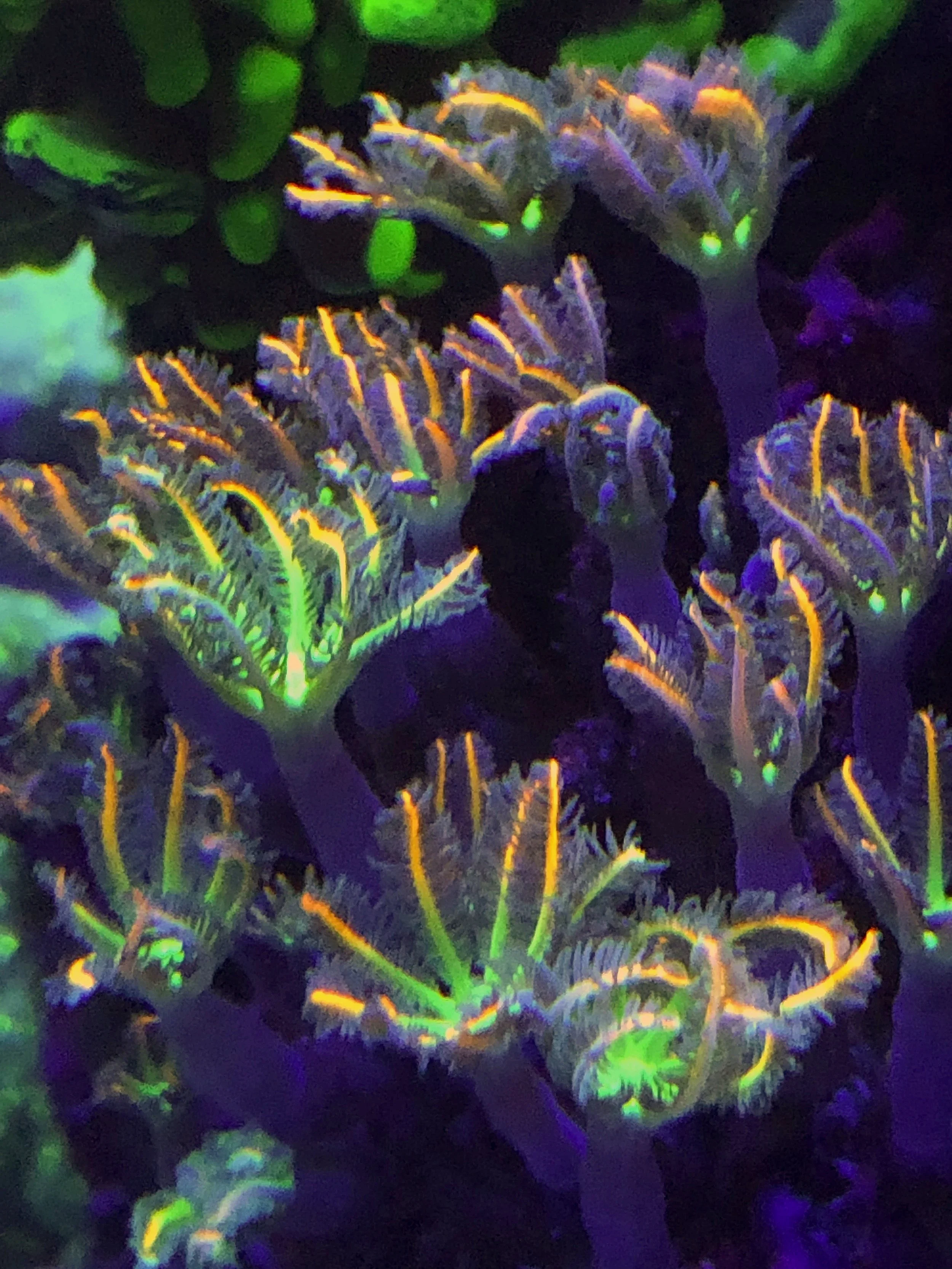 Firework Clove Polyps showing starburst fluorescent pattern
