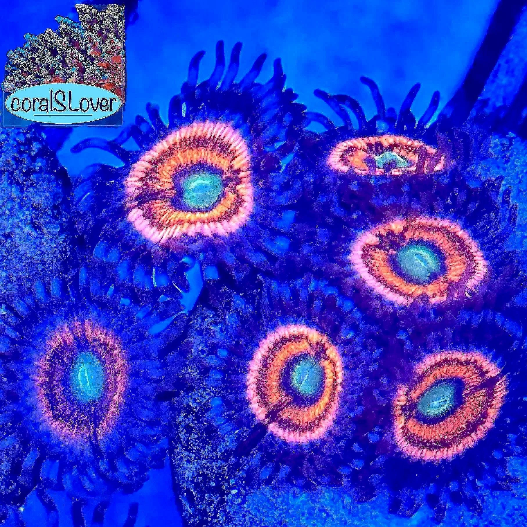 Everlasting Gobstopper High-End Zoanthids