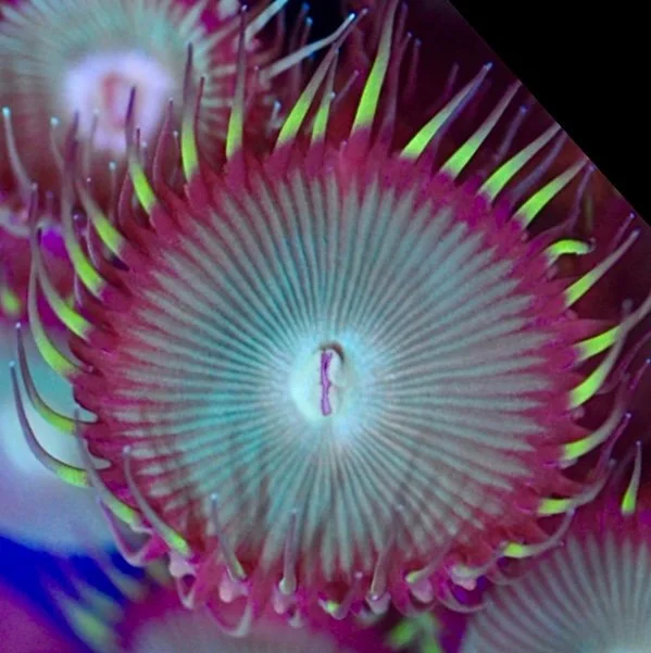 coralSLover | FREE Coral for All Orders. Buy 3 get 1 FREE Coral