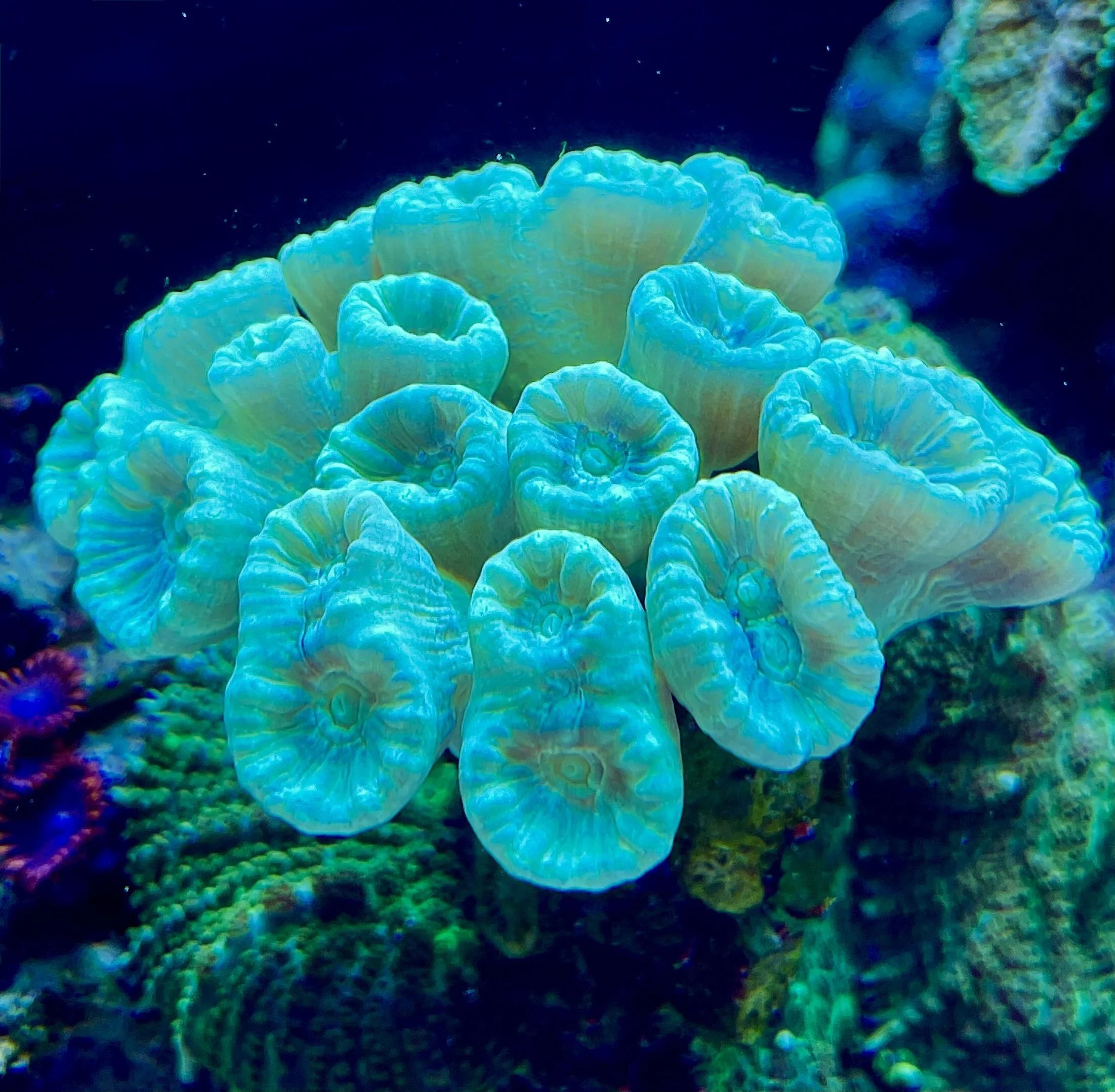 Teal Candy Cane Coral