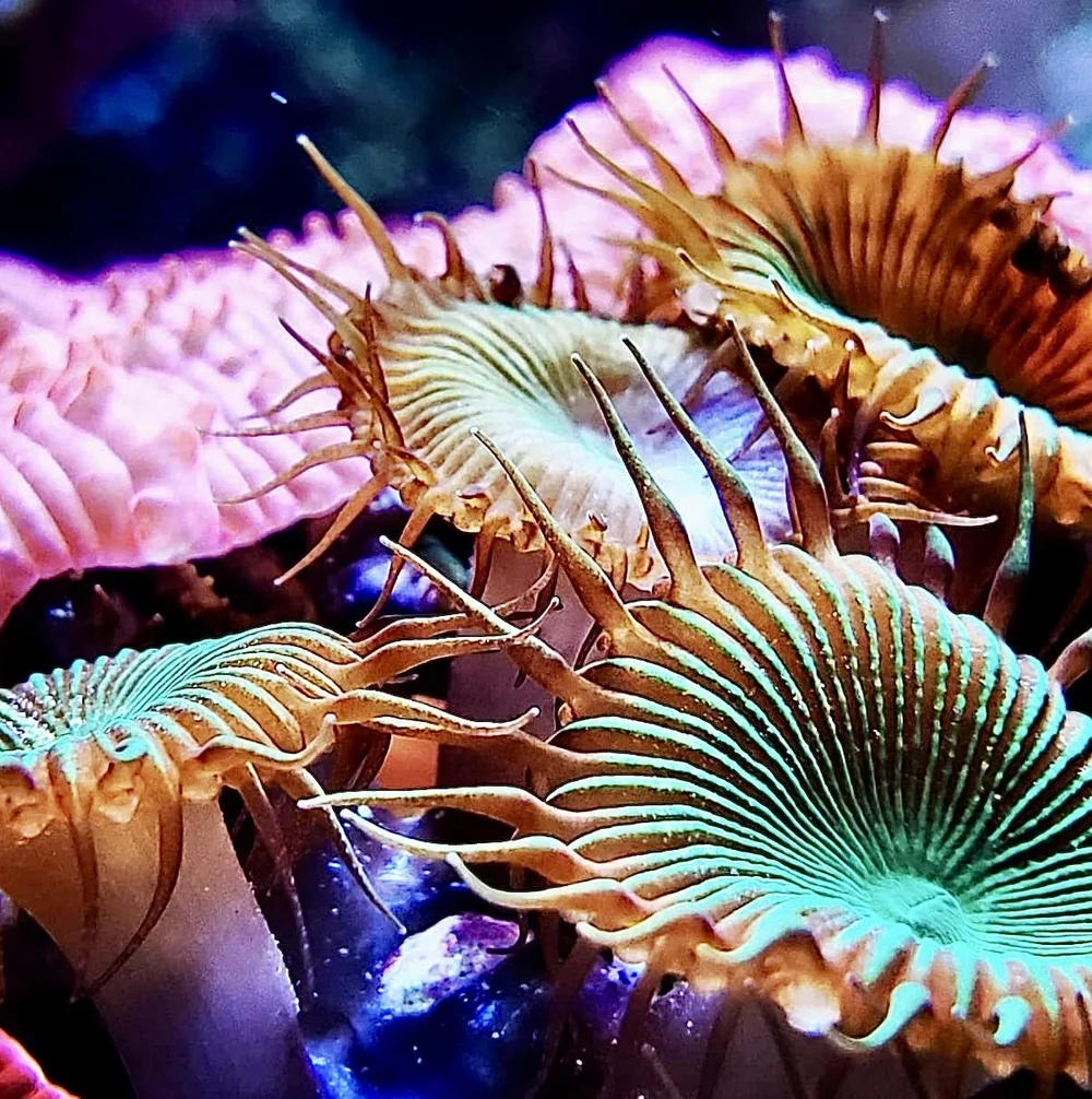 coralSLover | FREE Coral for All Orders. Buy 3 get 1 FREE Coral