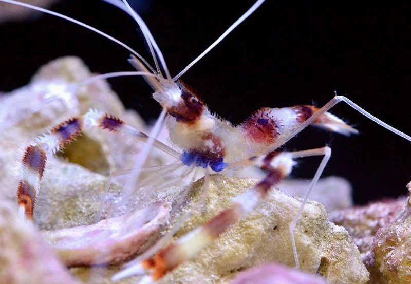 Coral Banded Shrimp