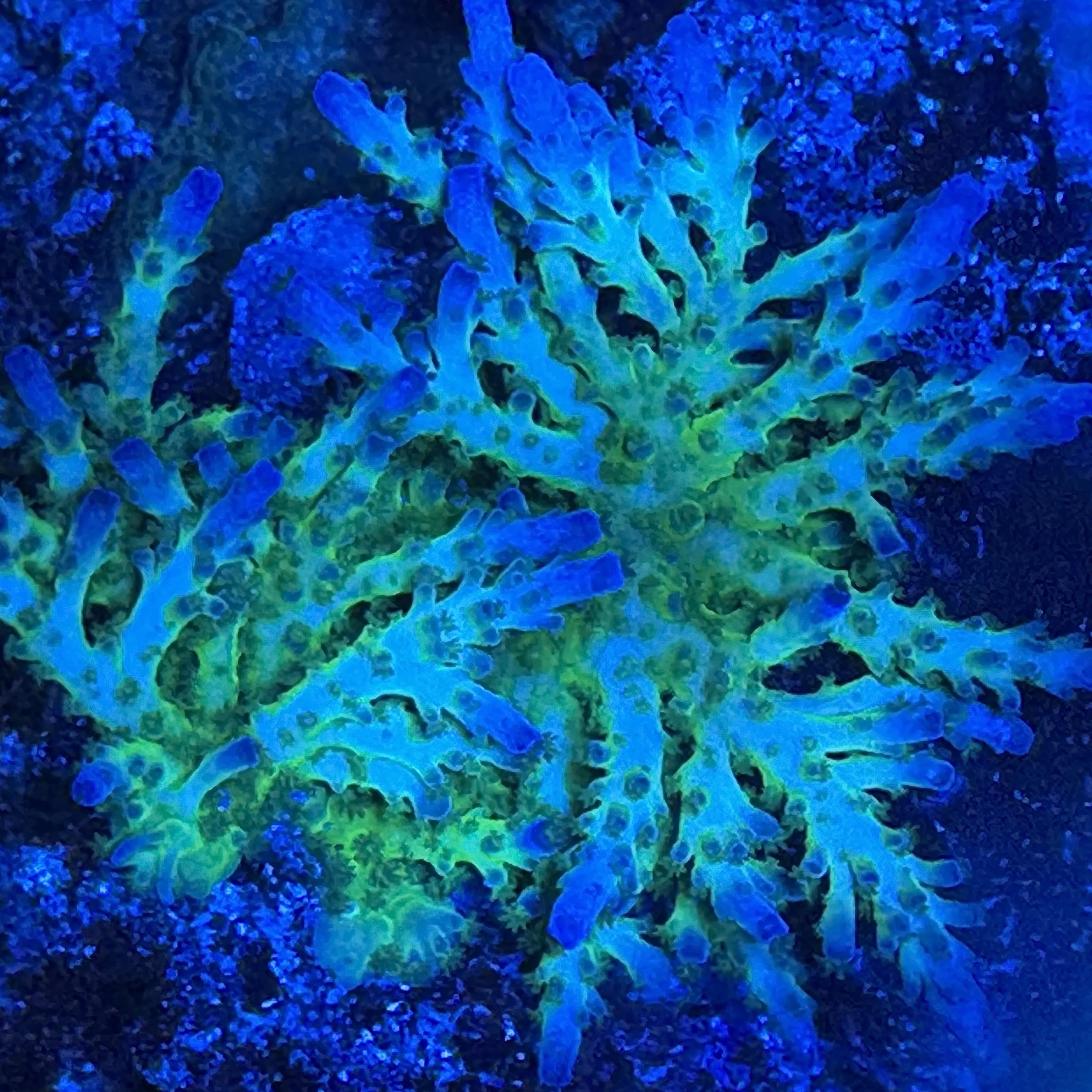 Close-up of Acropora granulosa with rounded branches and electric blue tips under actinic lighting