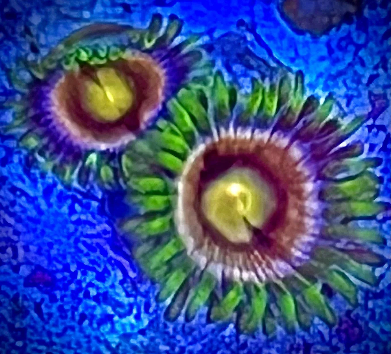 Close-up Laser Lemon Zoanthid showing green and yellow mouth