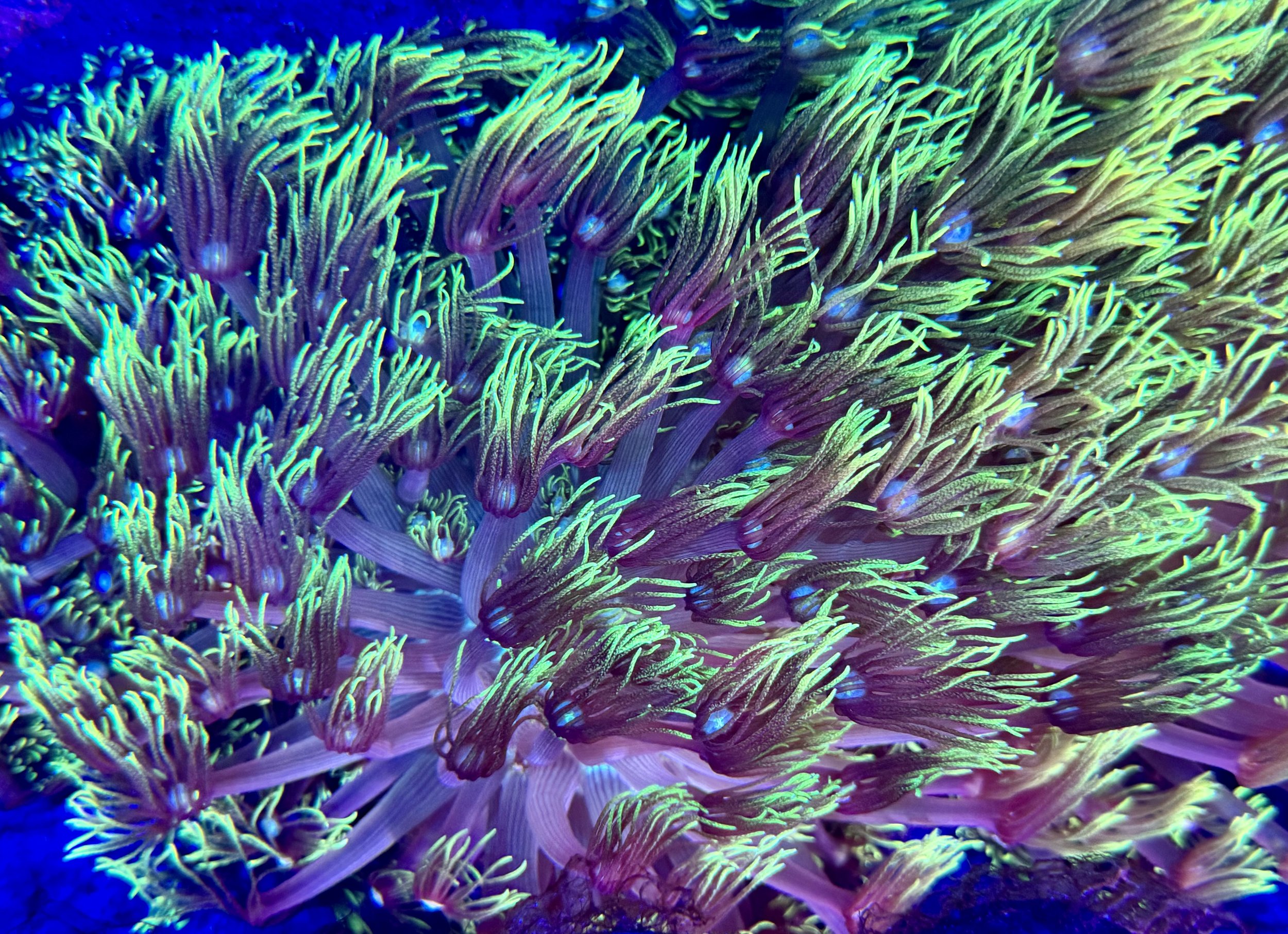 Fully healed aquacultured Grinch Goniopora colony on frag base grown by coralSLover®