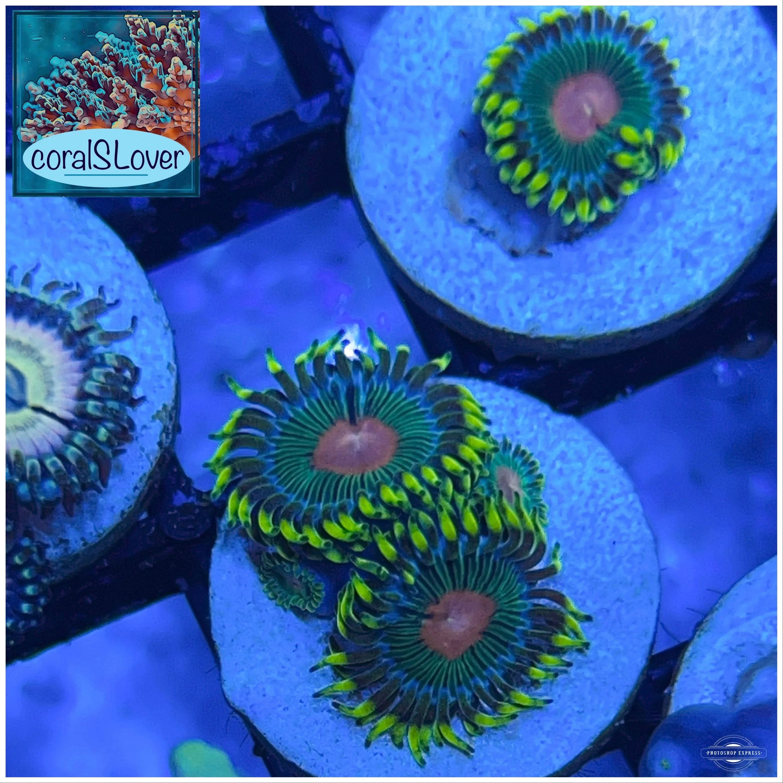 Reverse Blue Eyed Blondie Zoanthids forming a clean encrusting colony