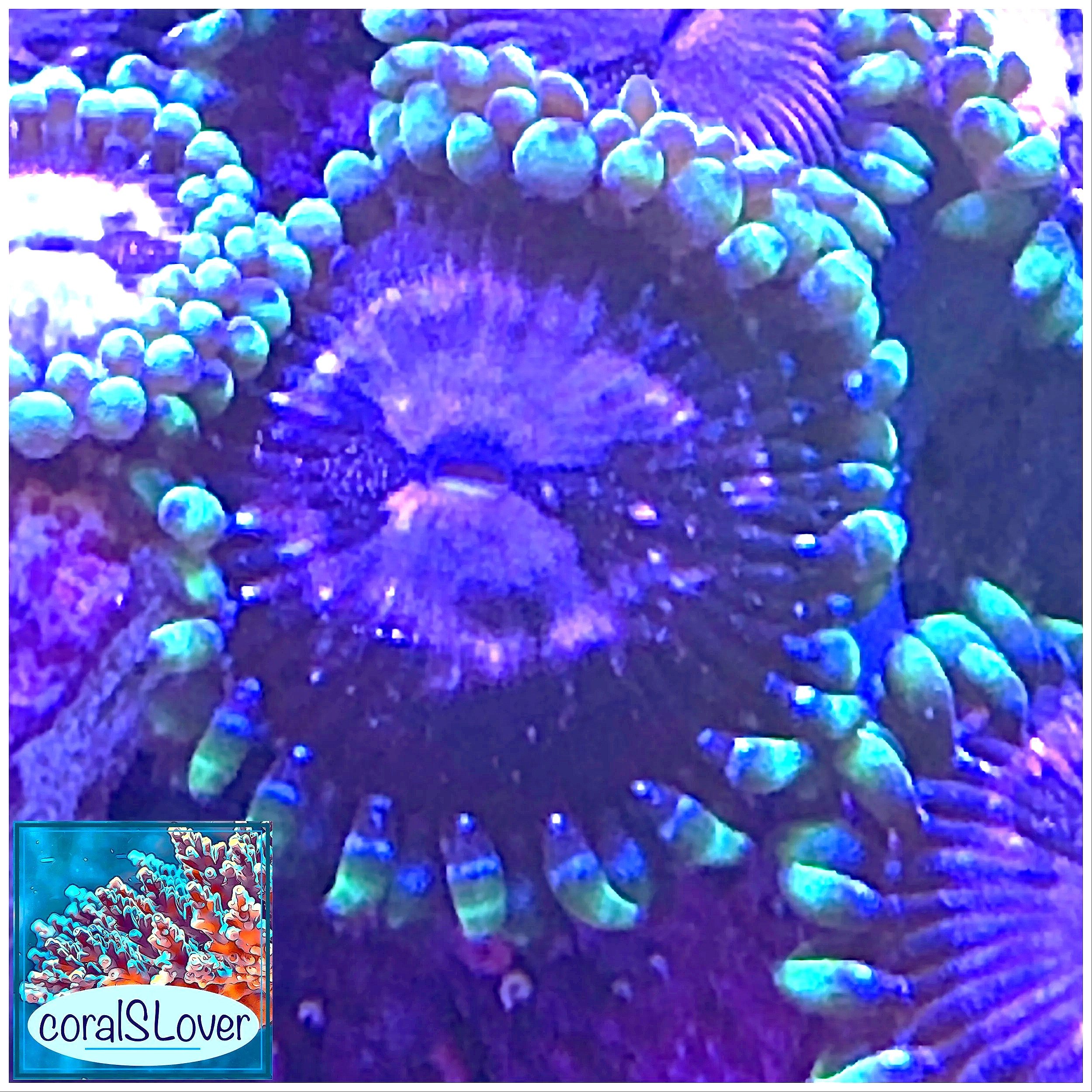 Close-up Purple Space Monster Zoanthid showing green mouth and skirt