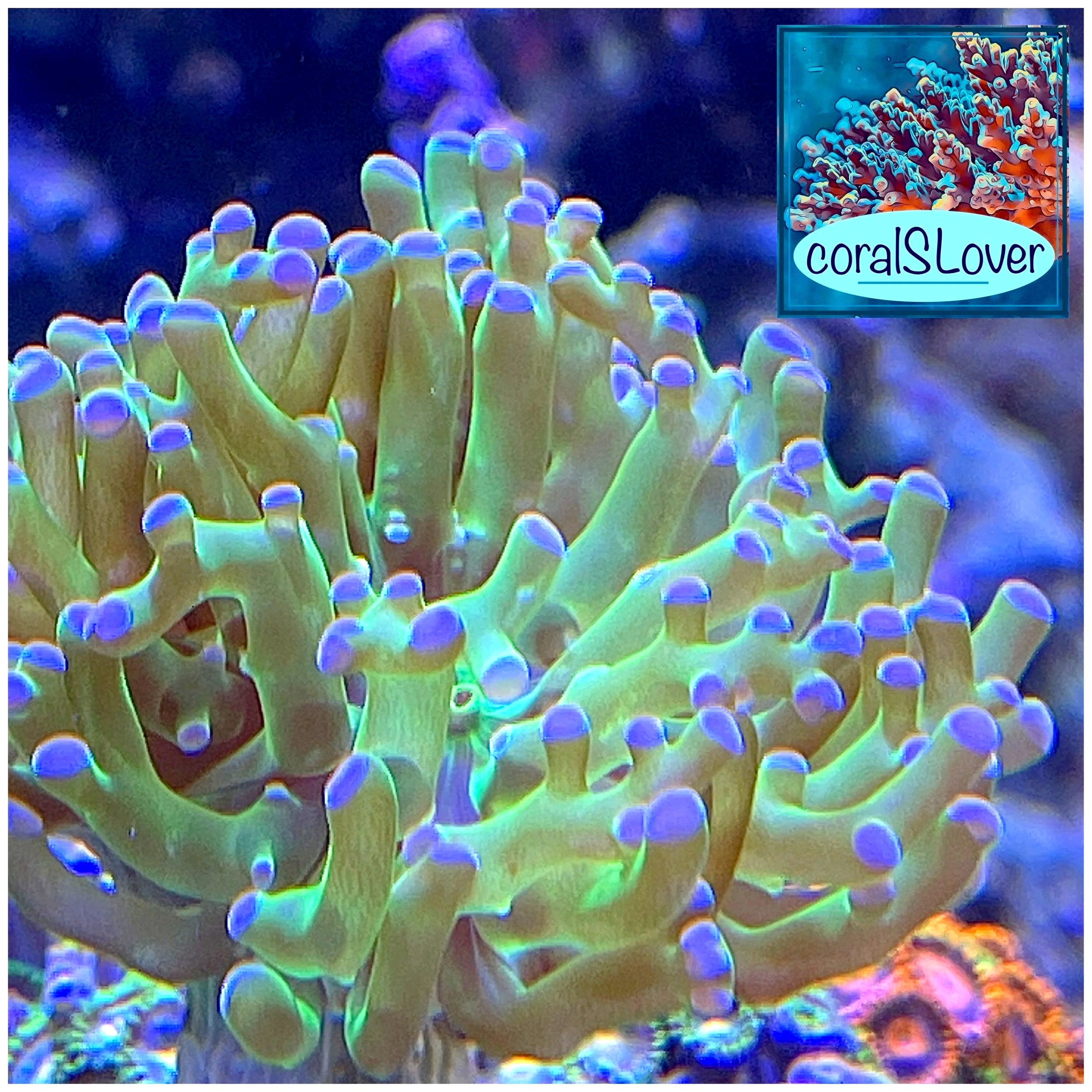 Pink Tip Frogspawn Coral branching Euphyllia with green body and pink purple tips
