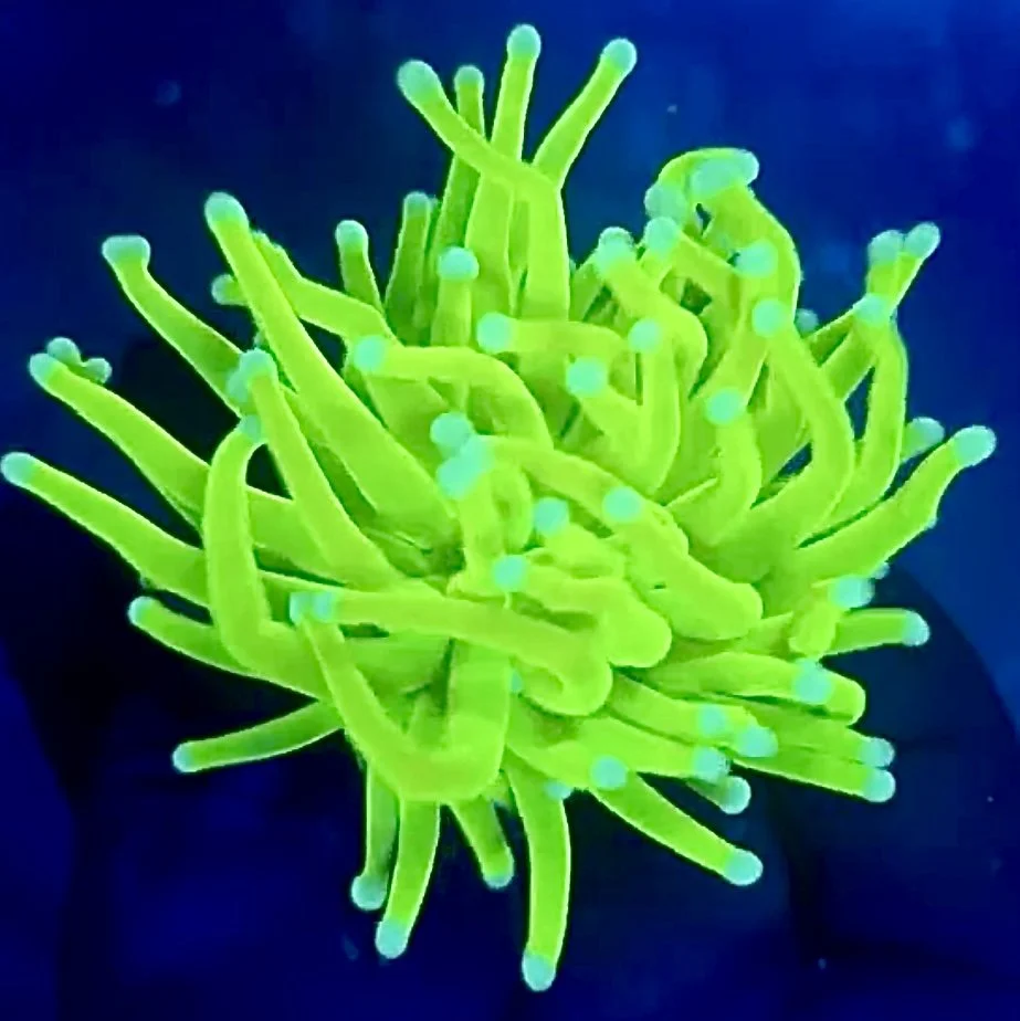 Highlighter Holy Grail Torch coral with neon yellow-green tentacles under blue lighting
