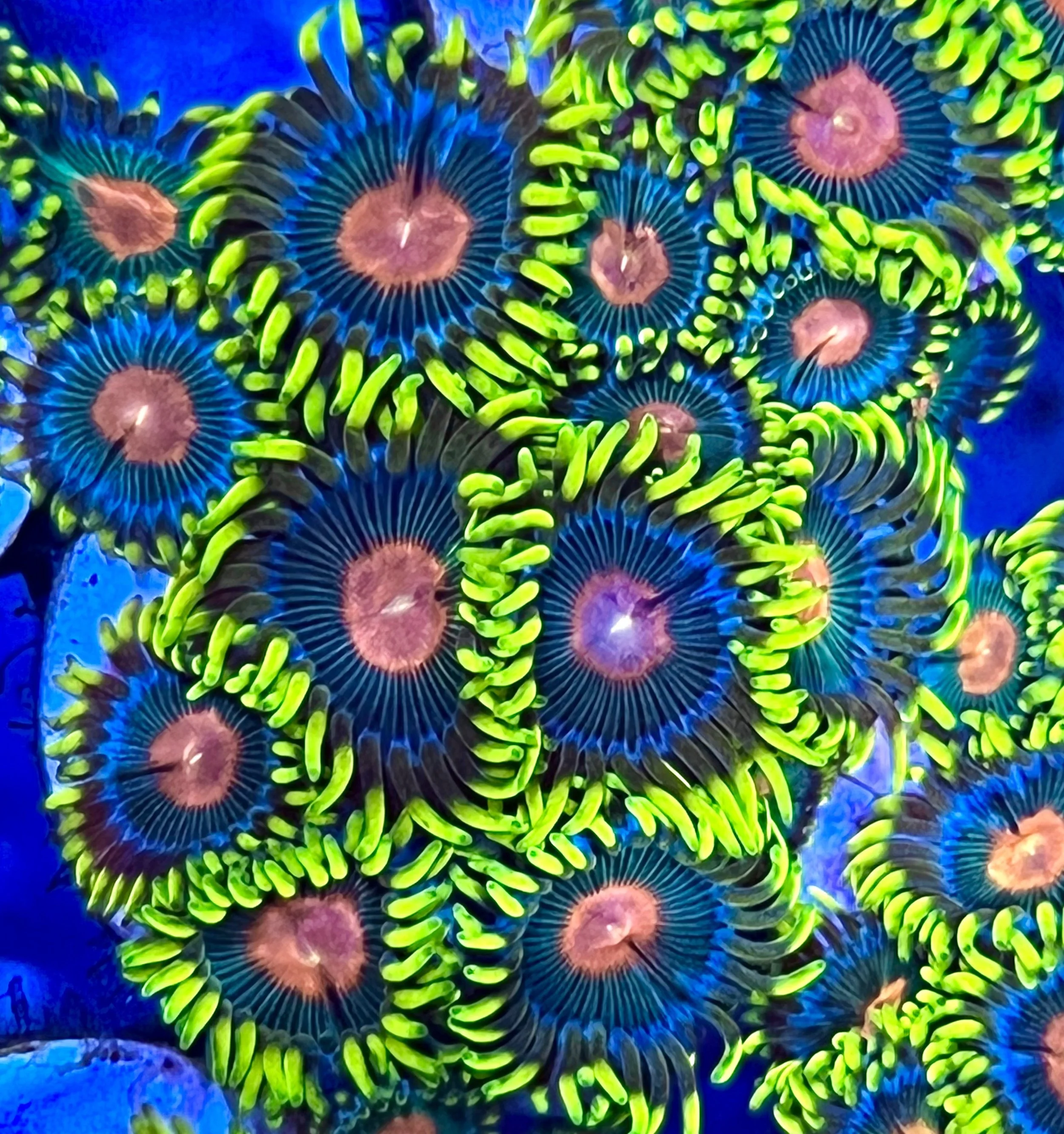 Reverse Blue Eyed Blondie Zoanthids aquacultured coral with orange mouths, green faces, and lime green skirts from coralSLover®.jpeg