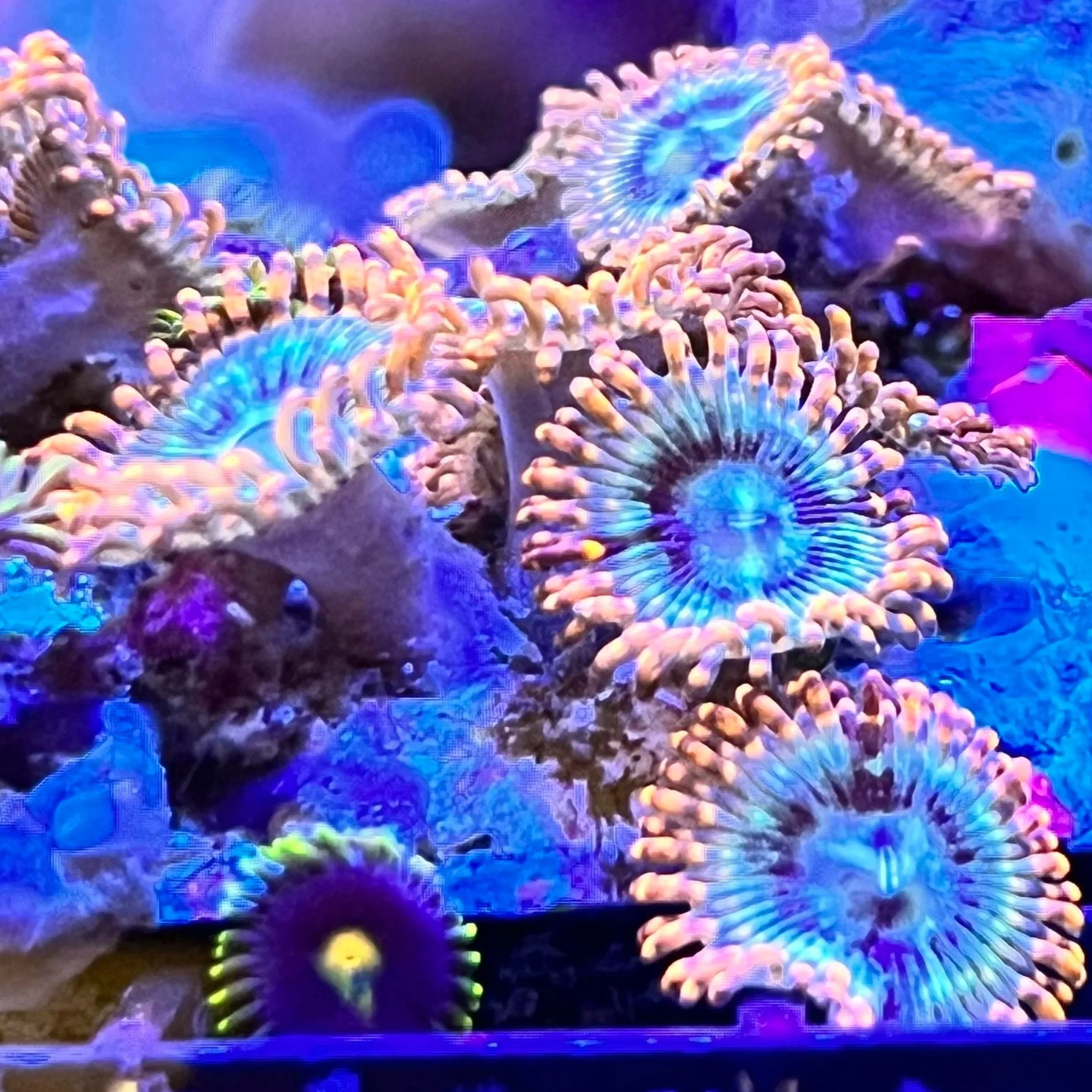 Aquacultured Seduction Agave Zoanthid colony with multi-color fluorescence
