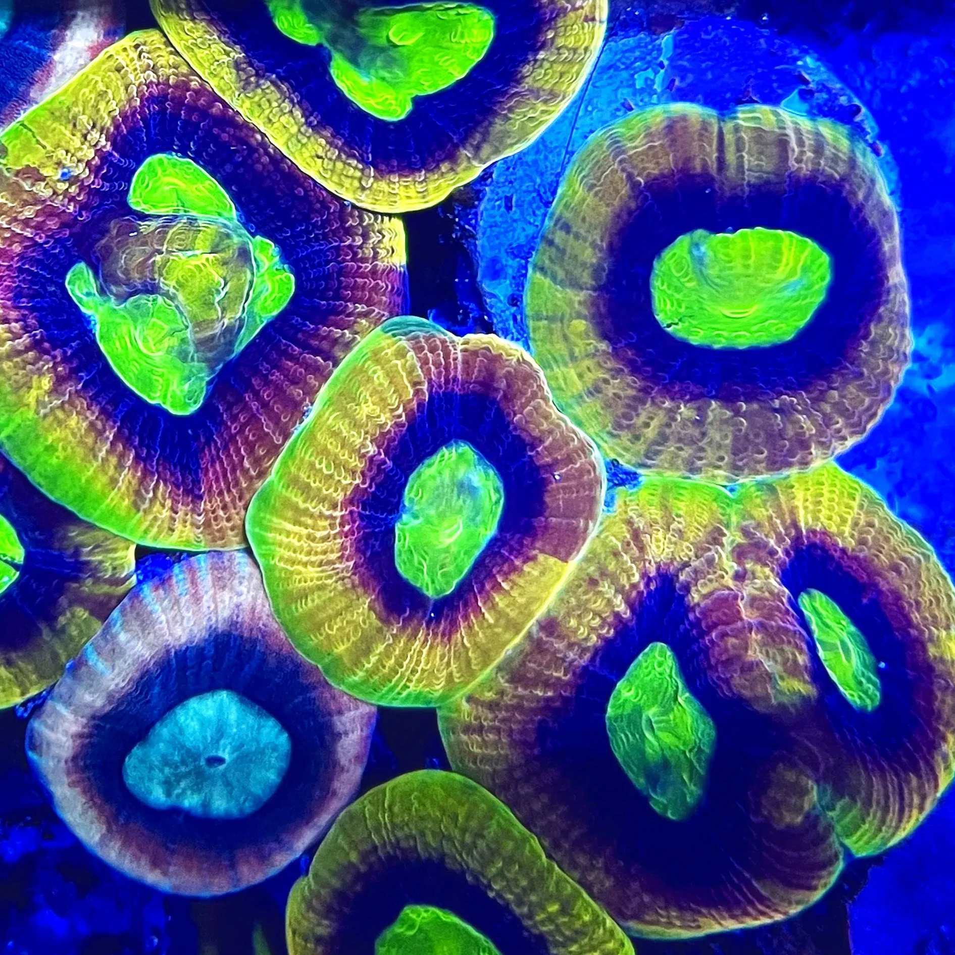 Dragon's Envy Favia Coral