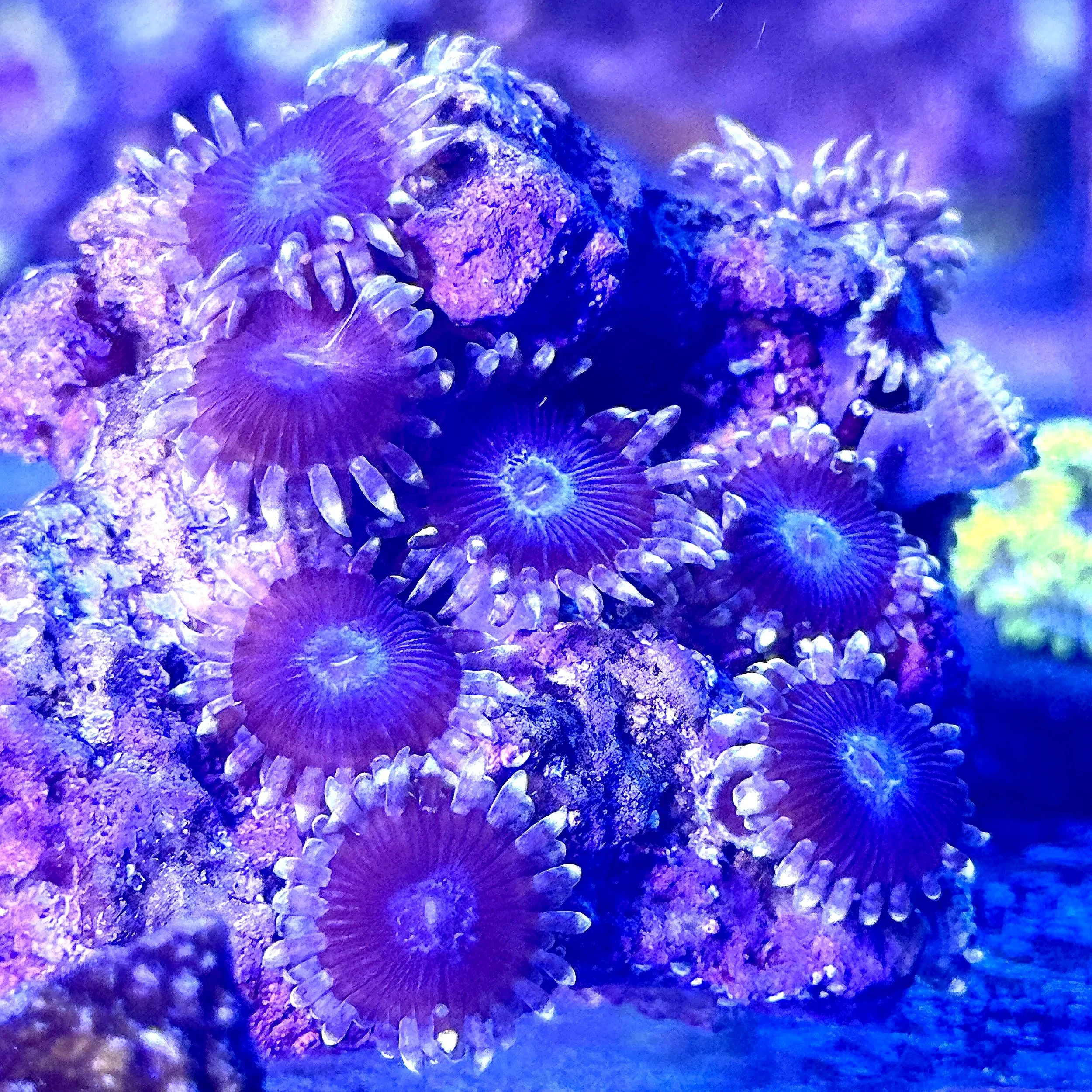 Detailed view of Black People Eater Zoanthids with gray-white outer ring