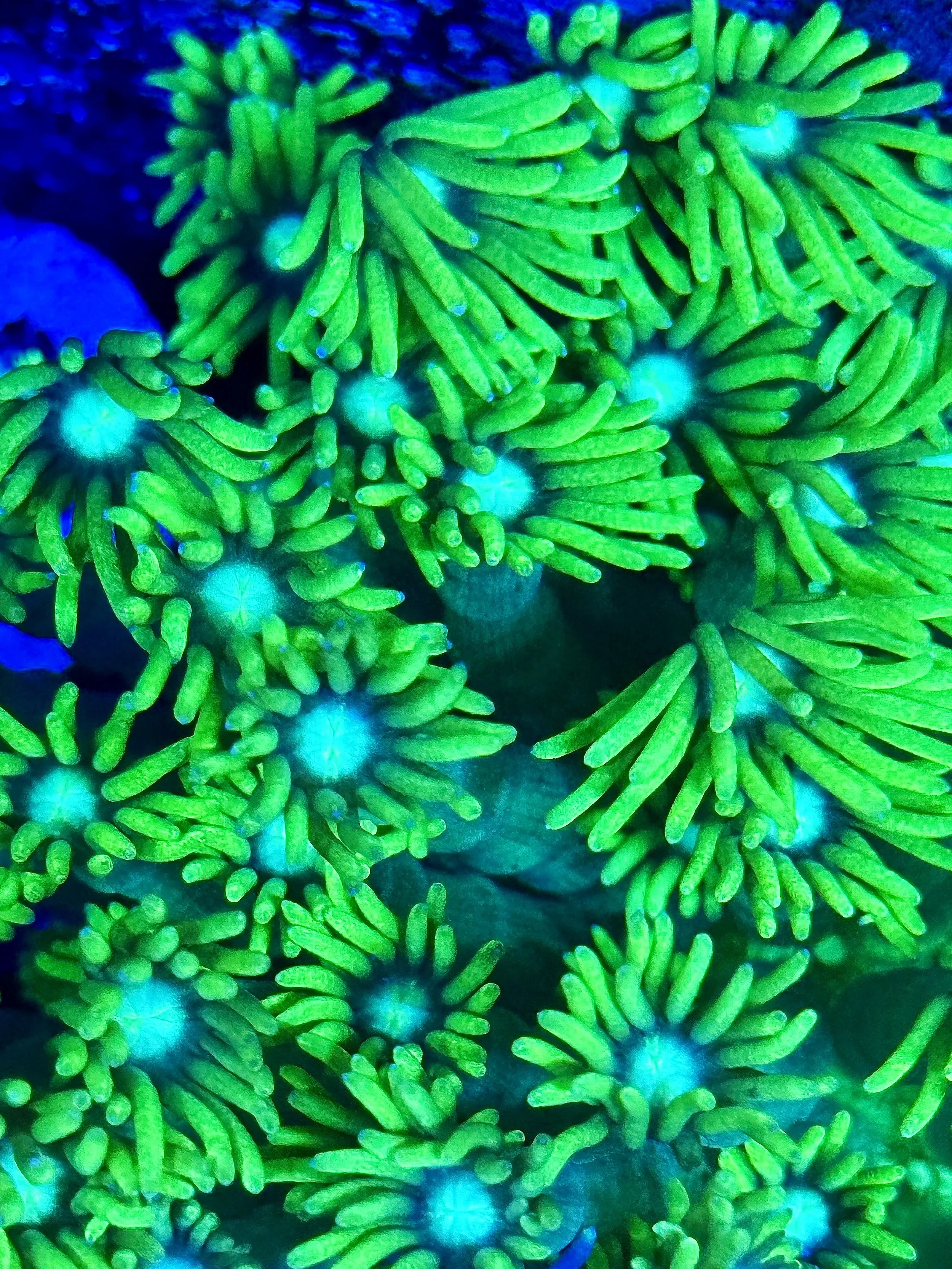 Green polyp Goniopora coral grown in aquaculture system