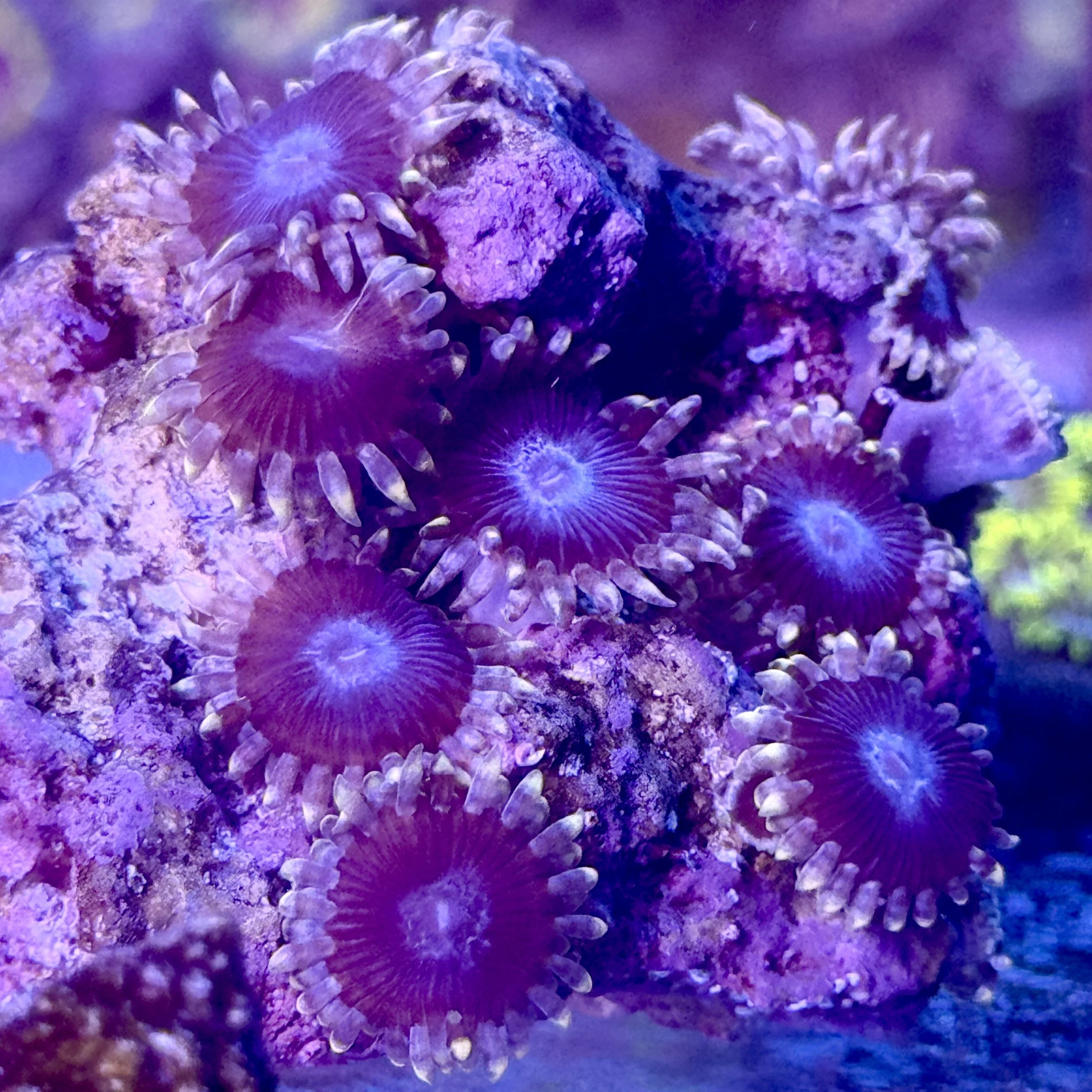 Close-up of Black People Eater Zoanthid showing dark face and bright white mouth