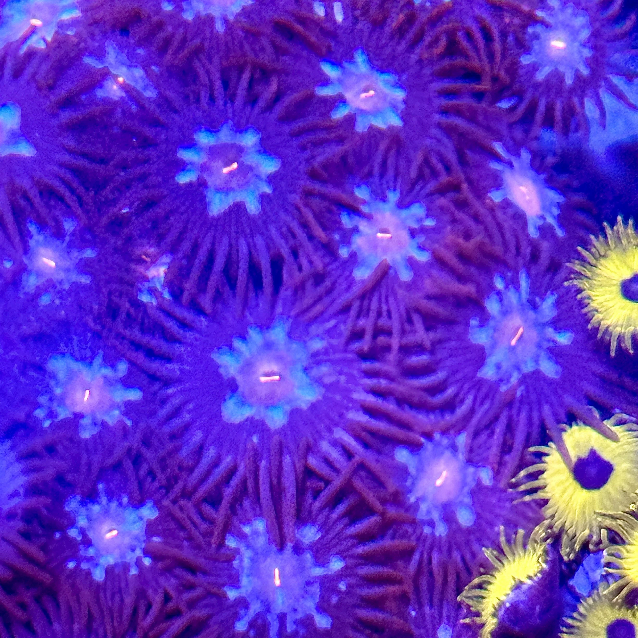 Superman Zoanthids with sky blue faces, pink mouths, and red eyelashes