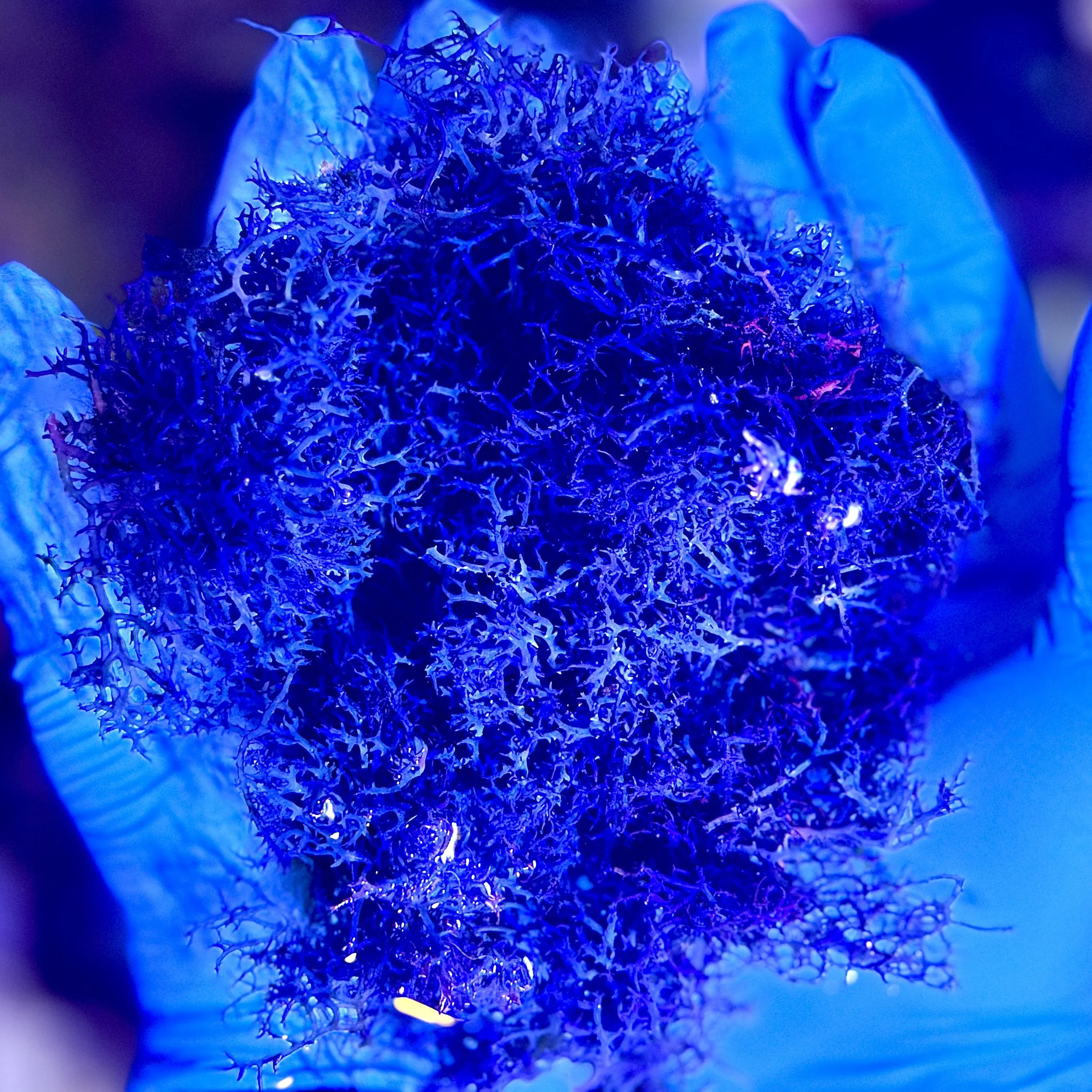 Blue Hypnea (Hypnea pannosa) | Blue Macroalgae | Coming Soon