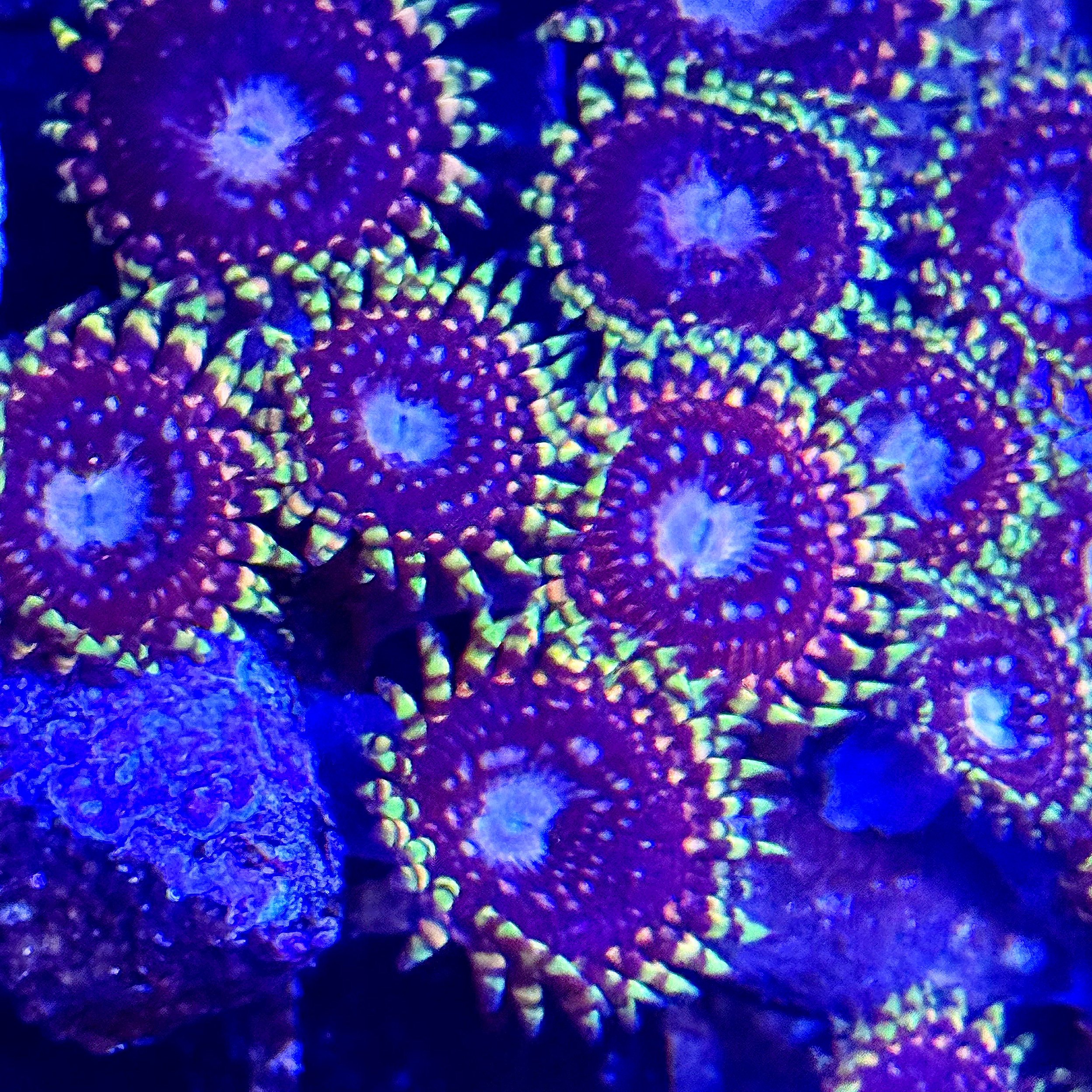 Nightlight Sakura Zoanthid with dark purple body and bright green skirt