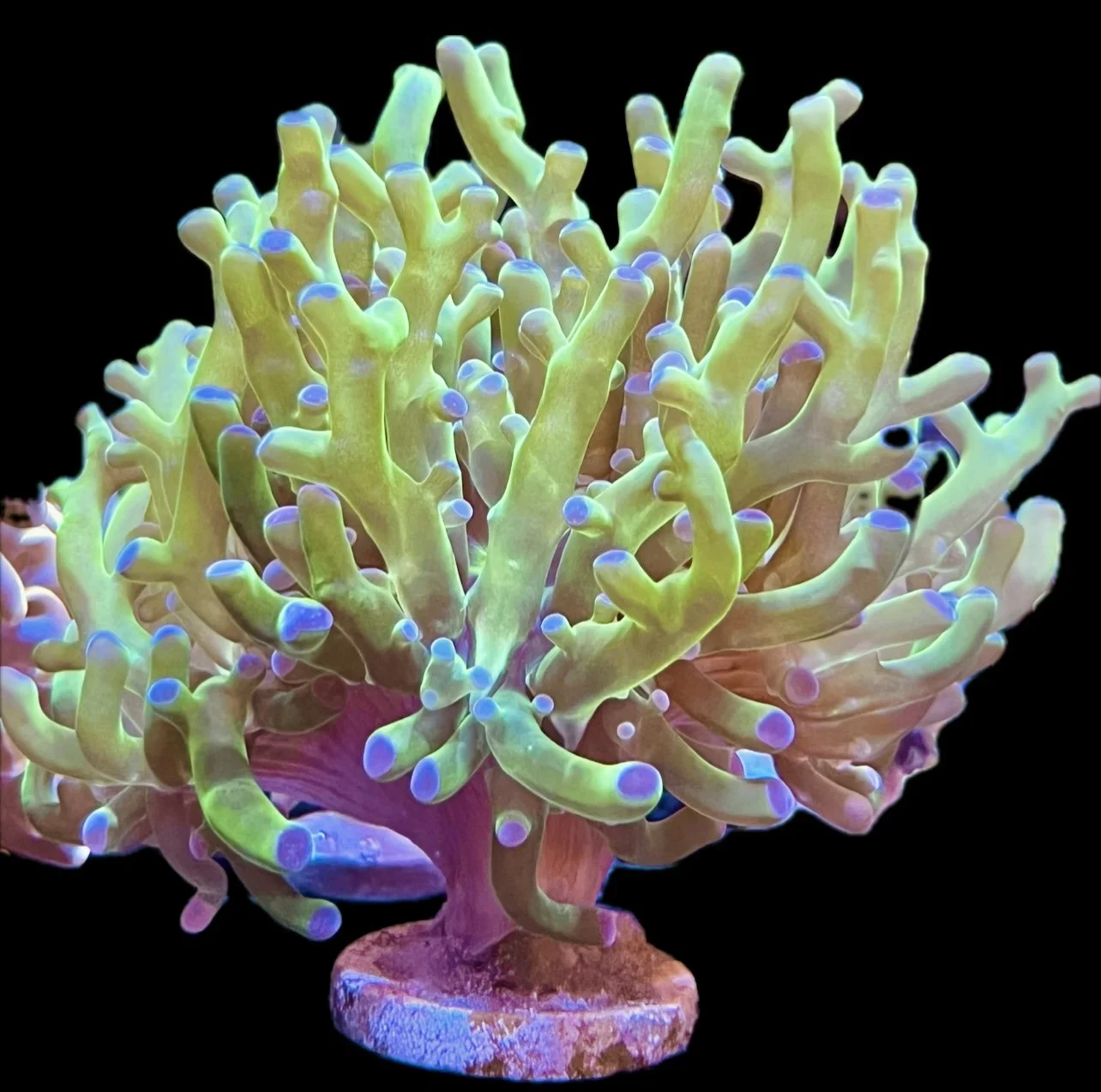 Pink Tip Frogspawn Coral Euphyllia displaying movement and vibrant coloration