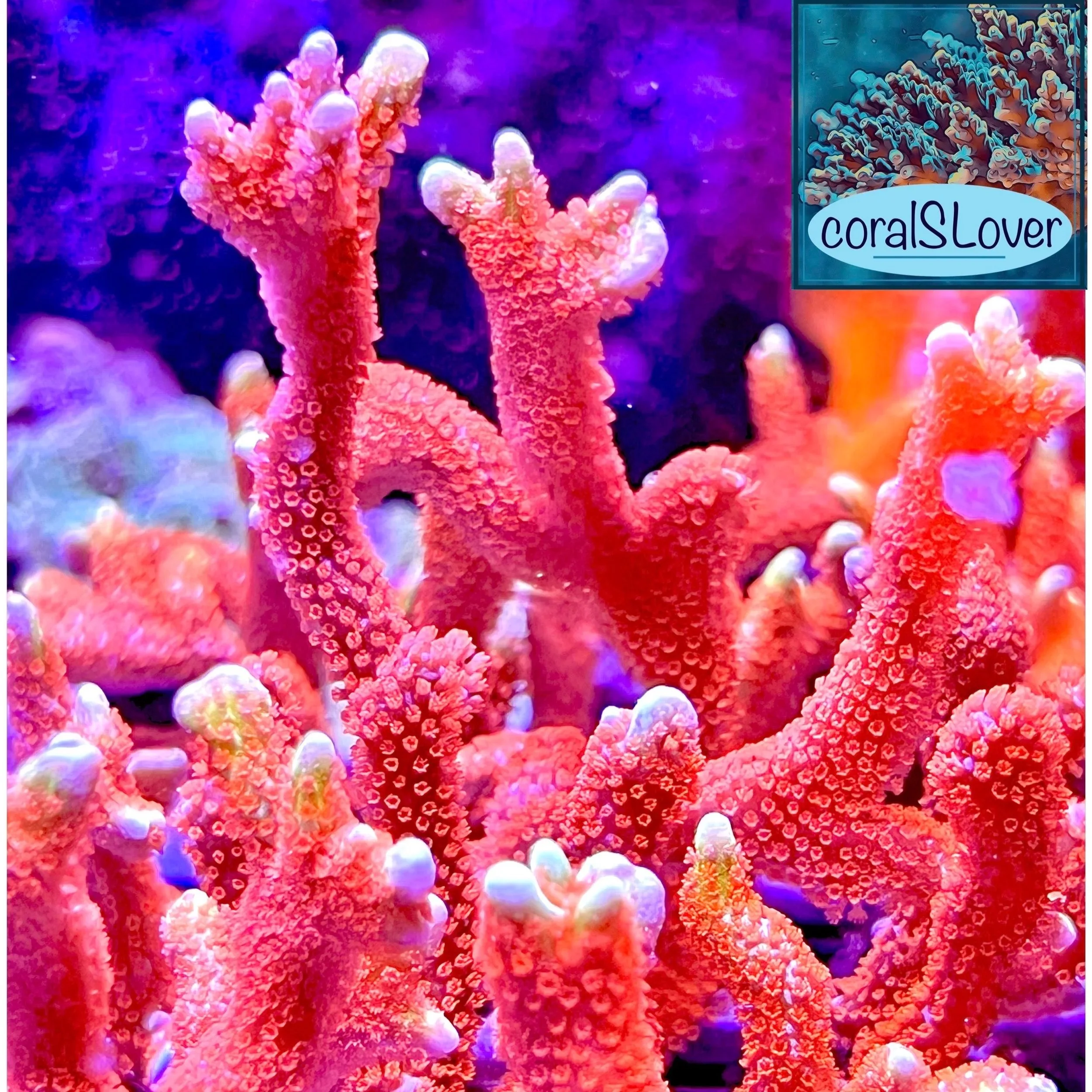 Forest Fire Montipora Digitata Coral