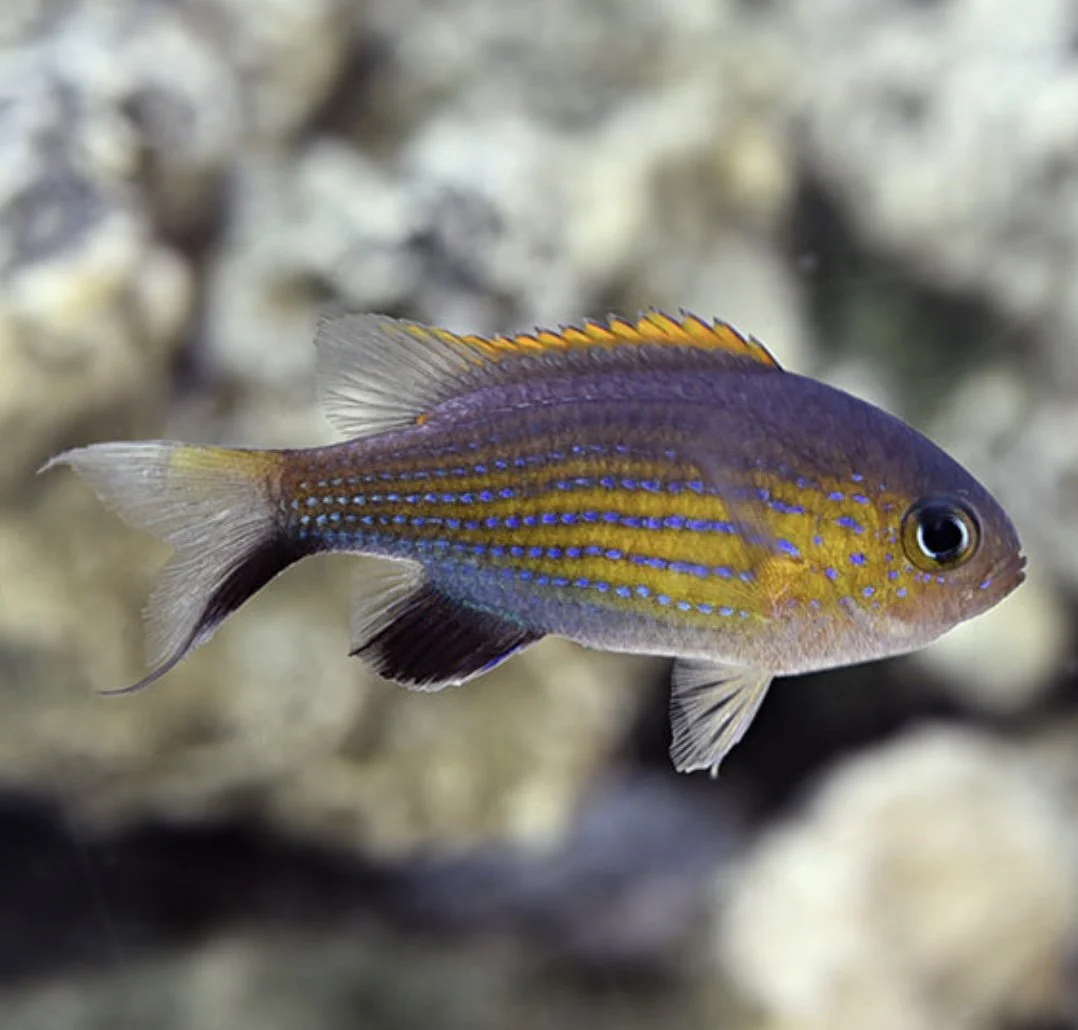 Image 8-20-24 at 4.19 AM.jpeg