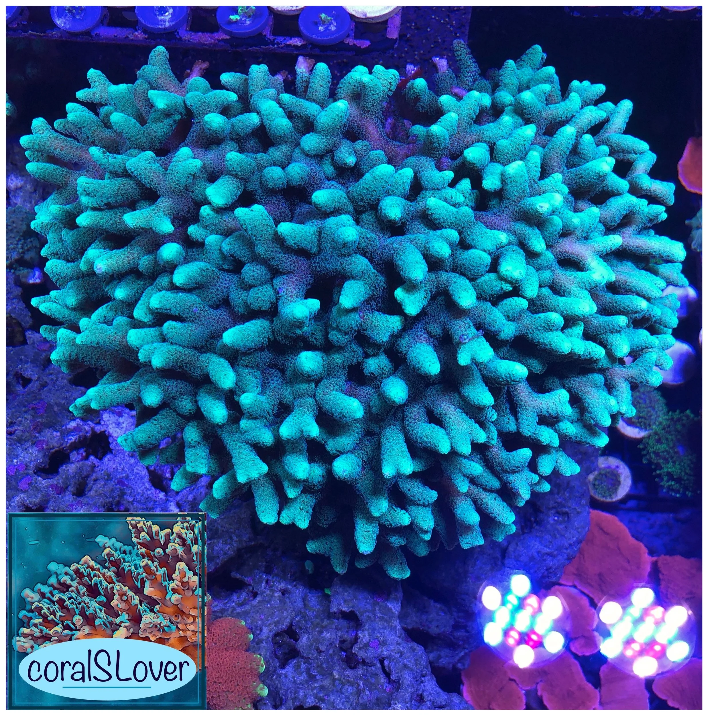 Neon Green Stylophora colony displaying strong skeletal structure and growth